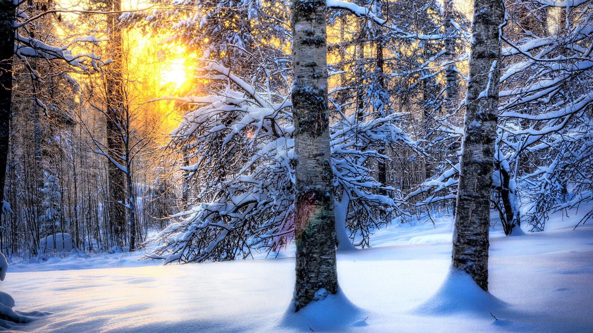 1920x1080 Winter Forest Desktop Wallpaper .