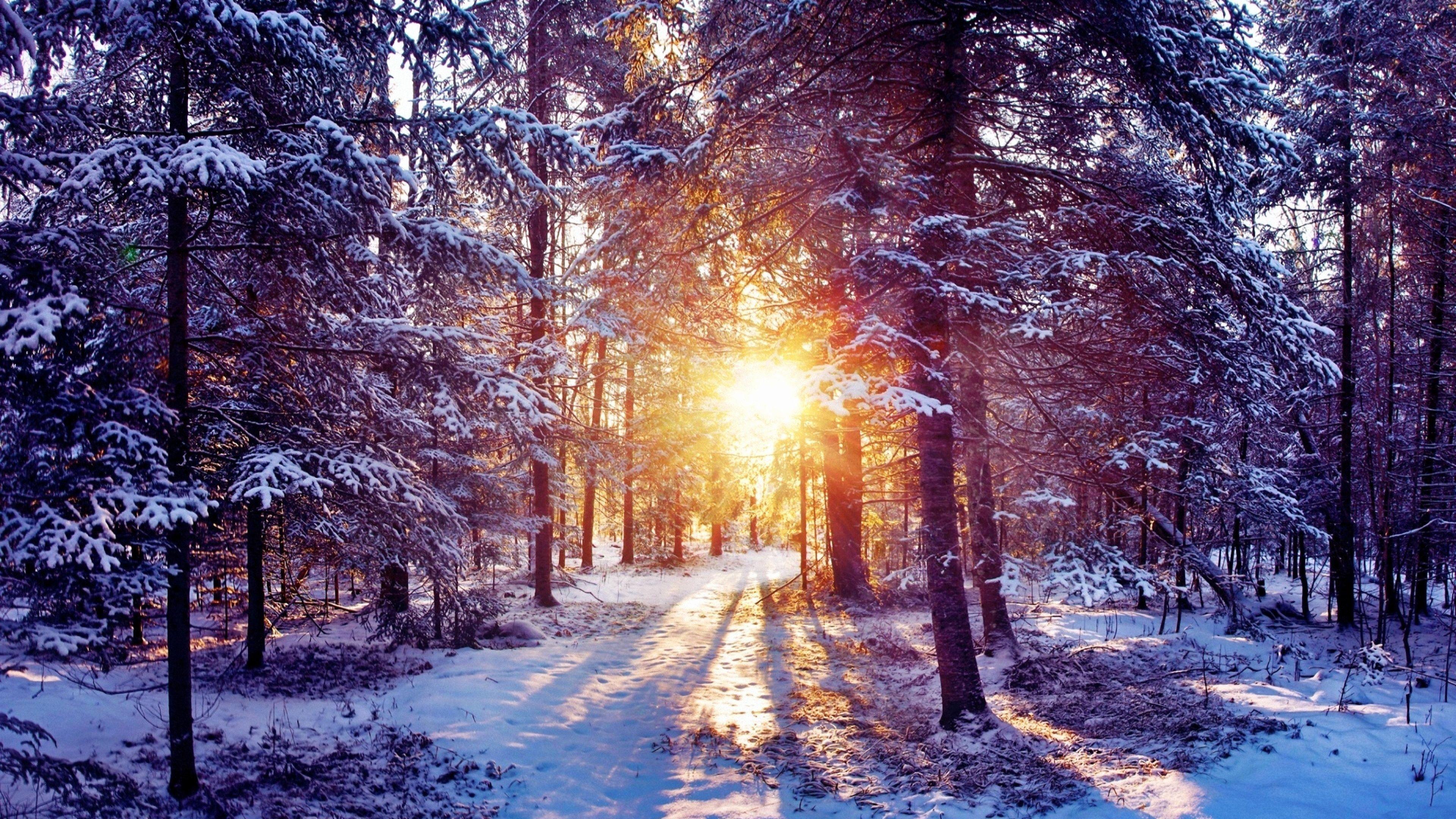 3840x2160 Winter Forest Wallpaper HD .