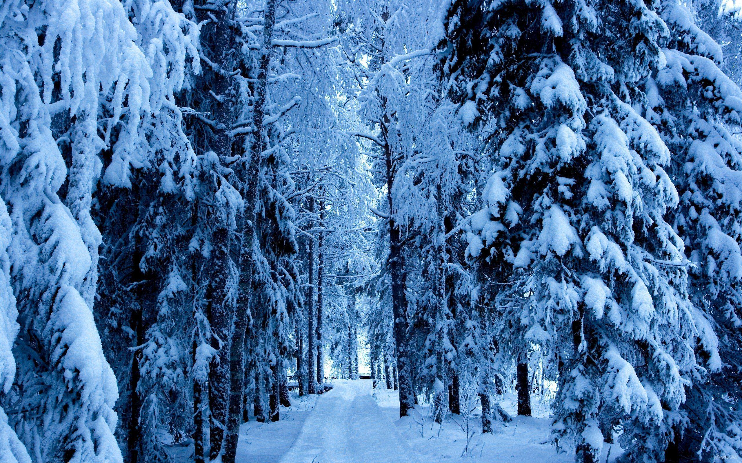 2560x1600 Winter Forest Desktop Wallpaper .