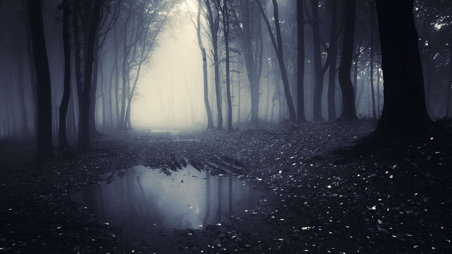 1920x1080 Dark Winter Forest