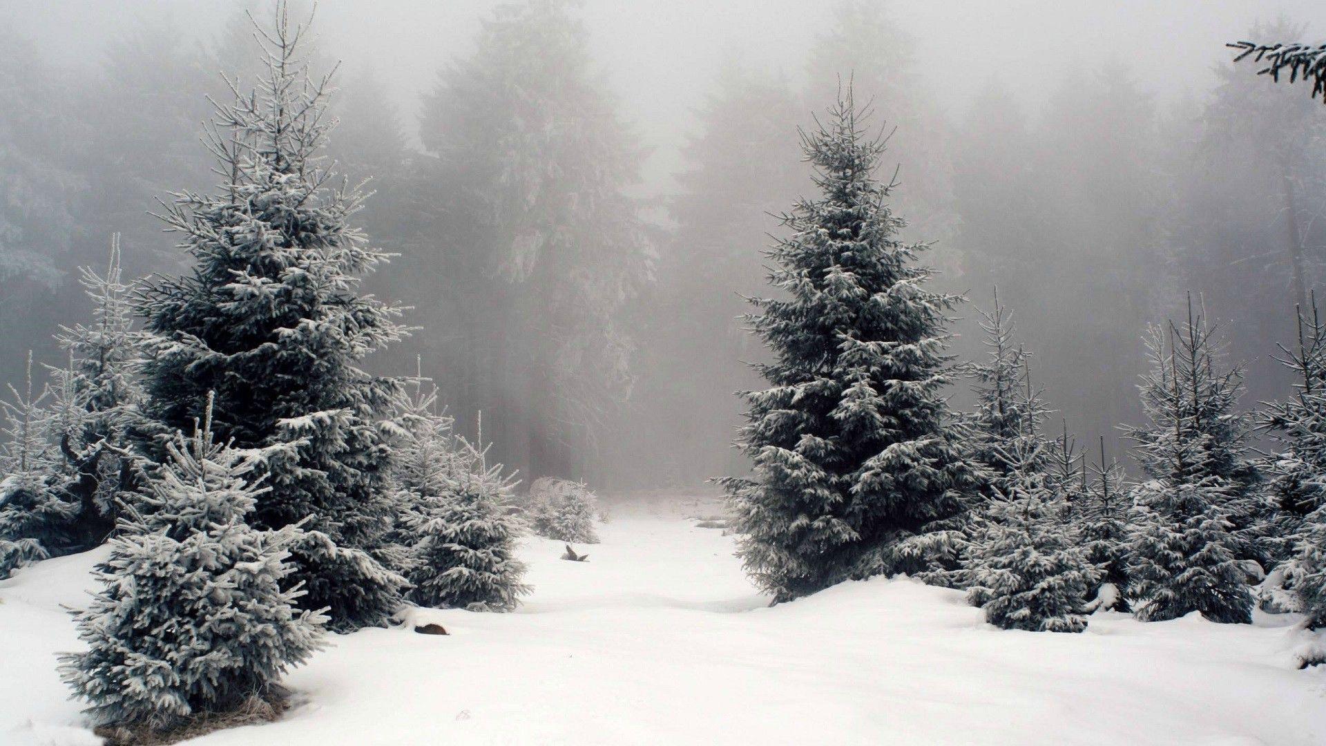 Snow Forest 1920X1080 Wallpapers - Top Free Snow Forest 1920X1080