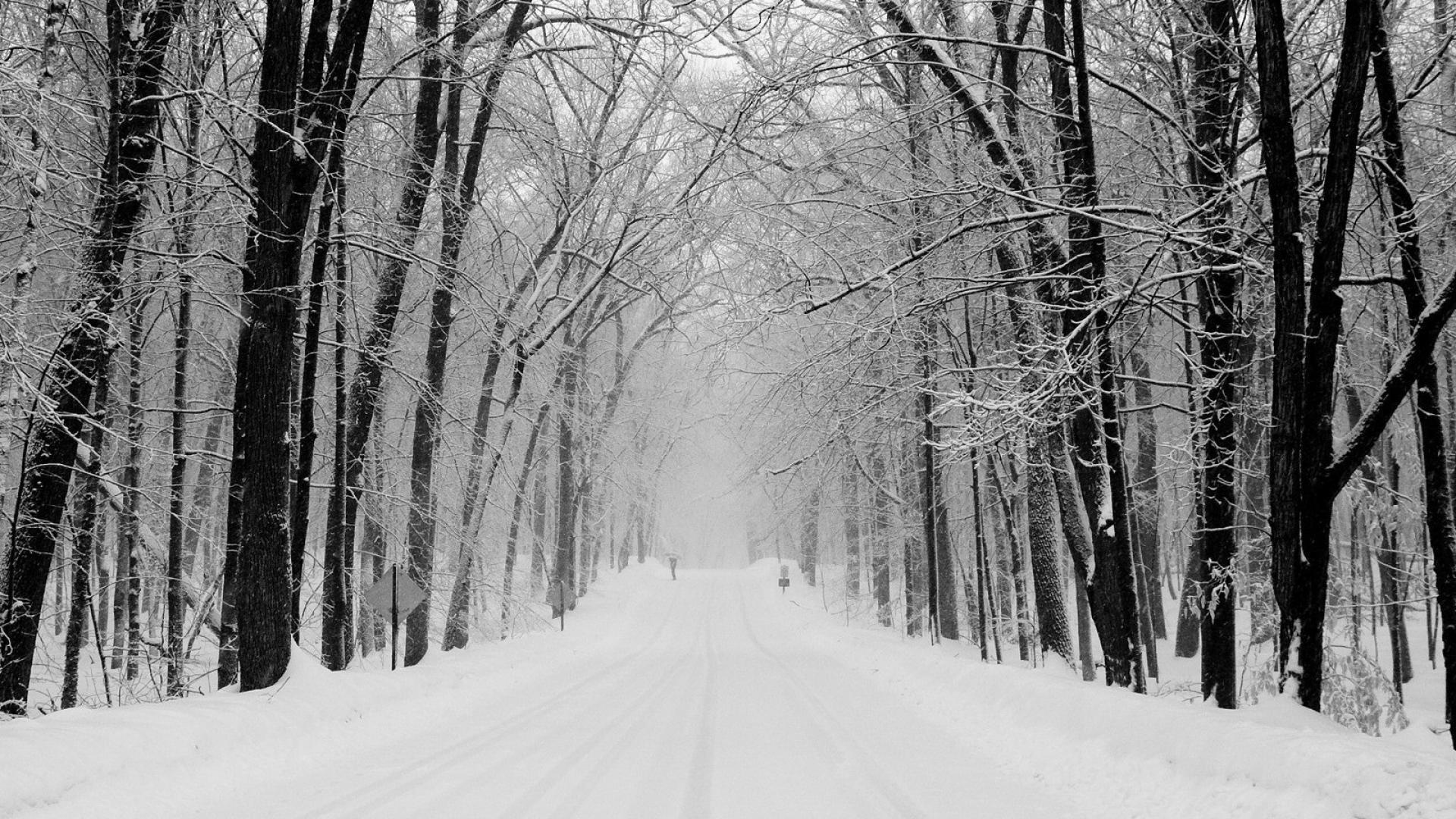 1920x1080 Full HD Wallpaper Snow Forest .naturezwallpaper.