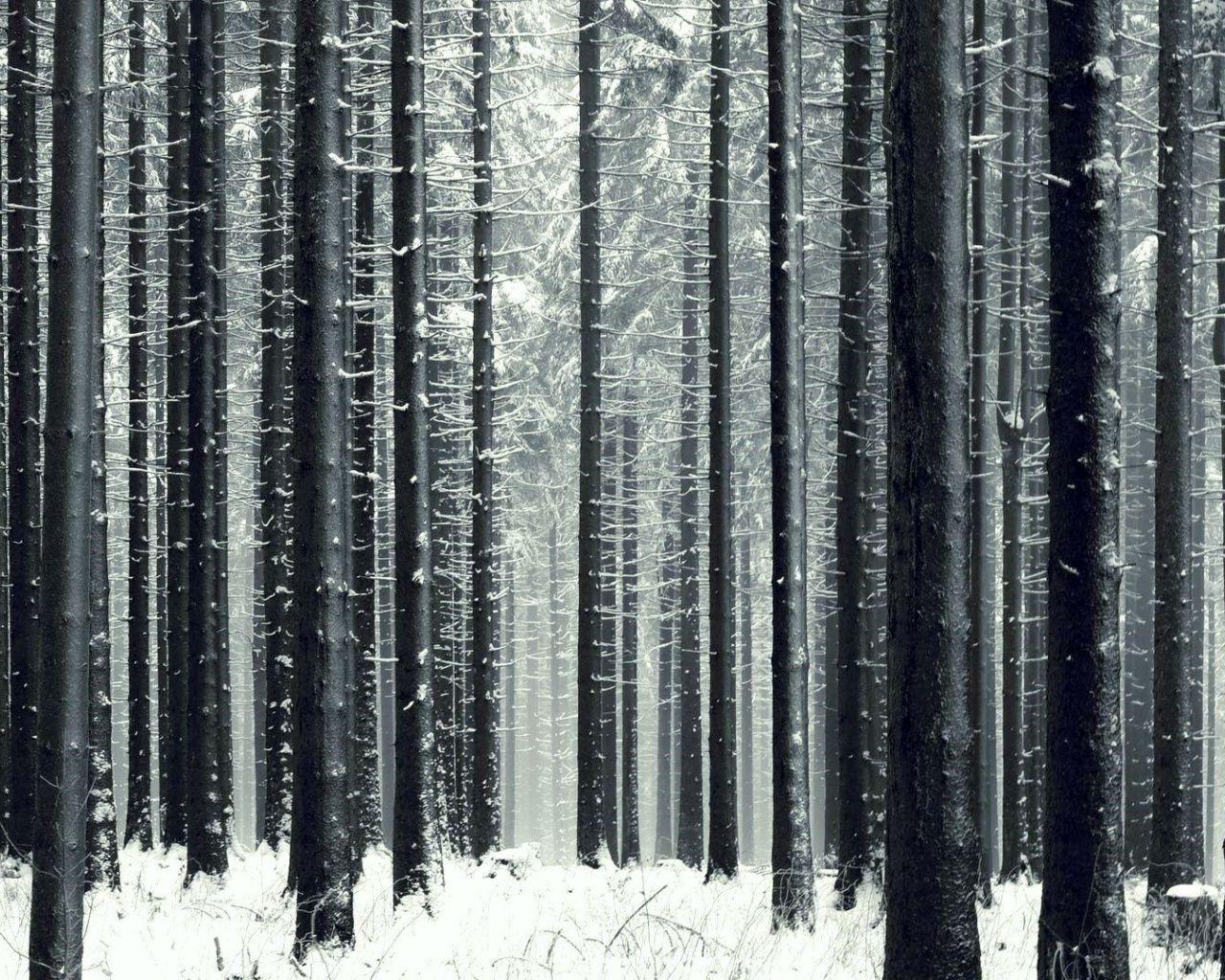 Winter Forest Desktop Wallpapers - Top Free Winter Forest Desktop ...