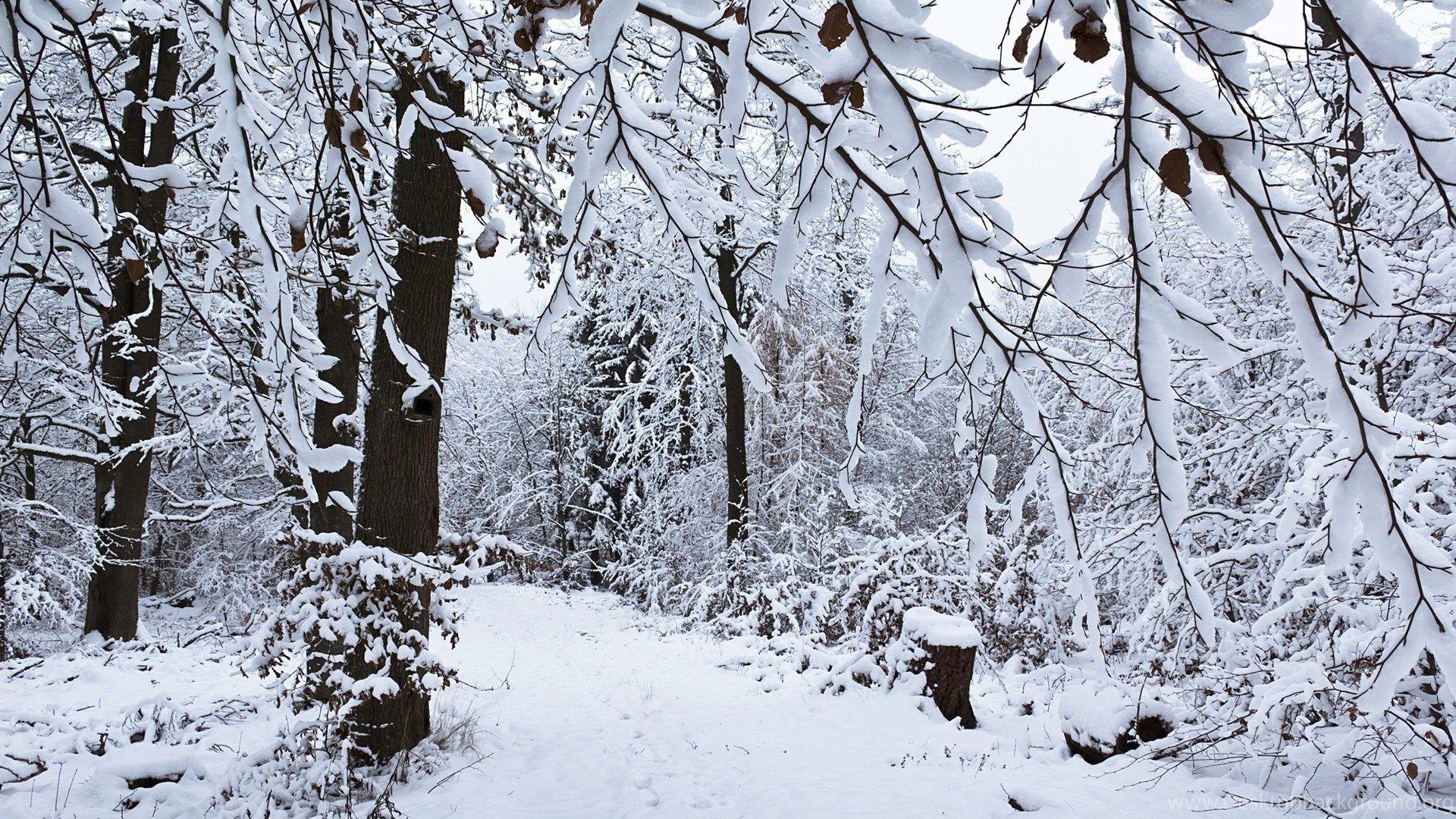 1920x1080 Winter Snow Forest Wallpaper Desktop .