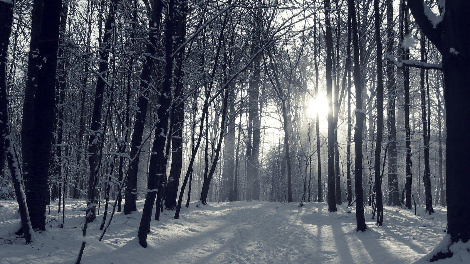 1600x900 Winter Forest Wallpaper. MagOne 2016wallpapercarax.