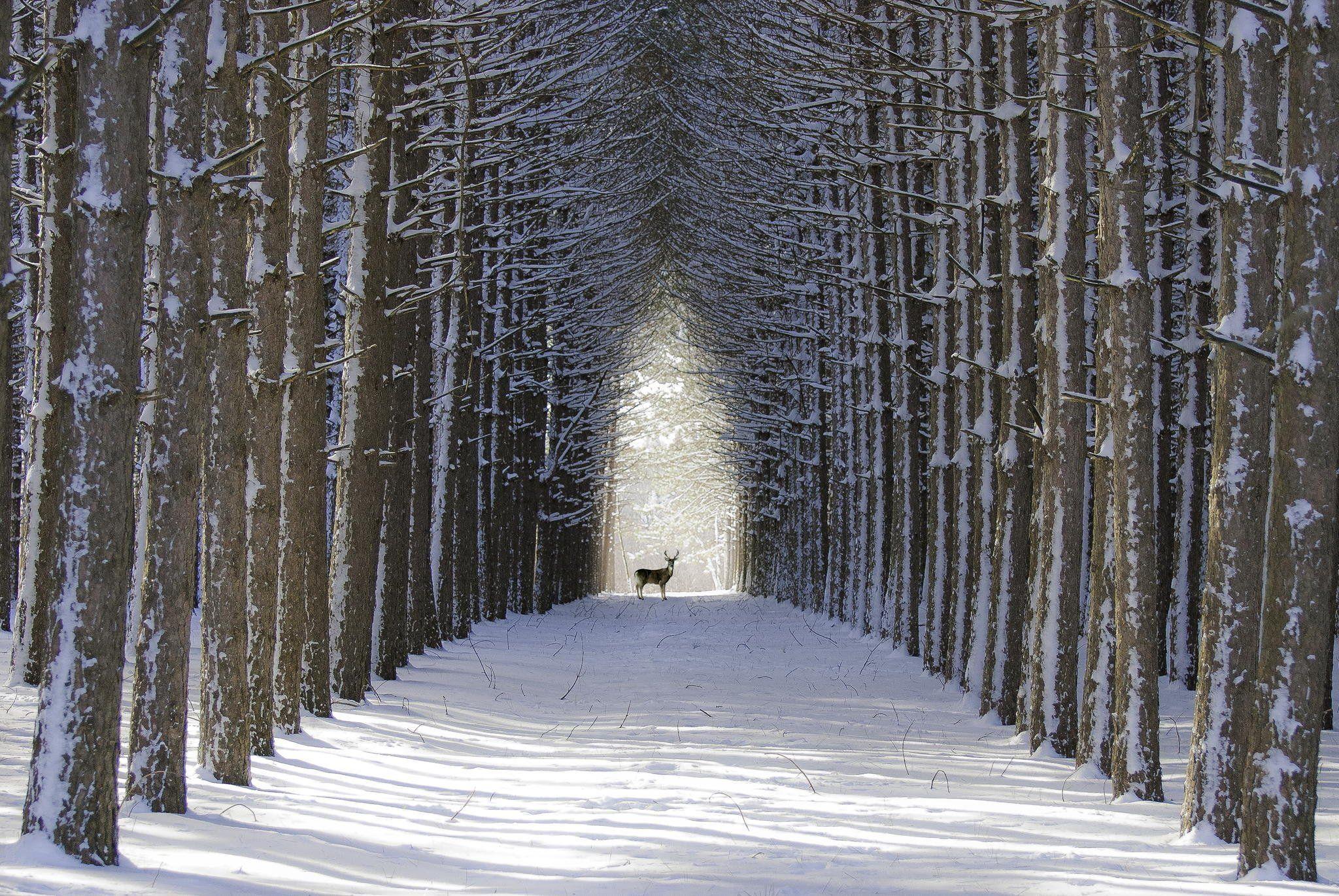 2048x1371 Winter Desktop Wallpaper
