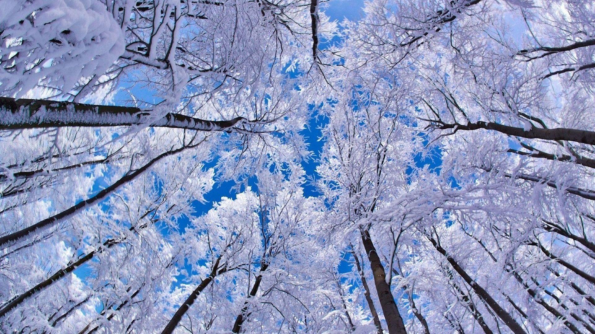 1920x1080 Winter Forest Desktop Wallpaper .wallpaper