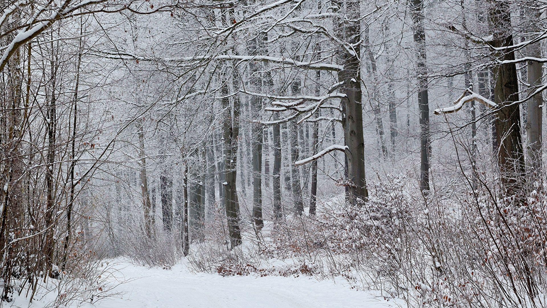 1920x1080 Snow Forests Trees