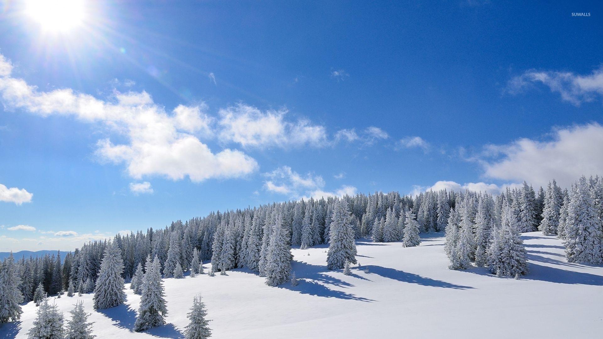 1920x1080 Sun Over The Snowy Forest Wallpaper .