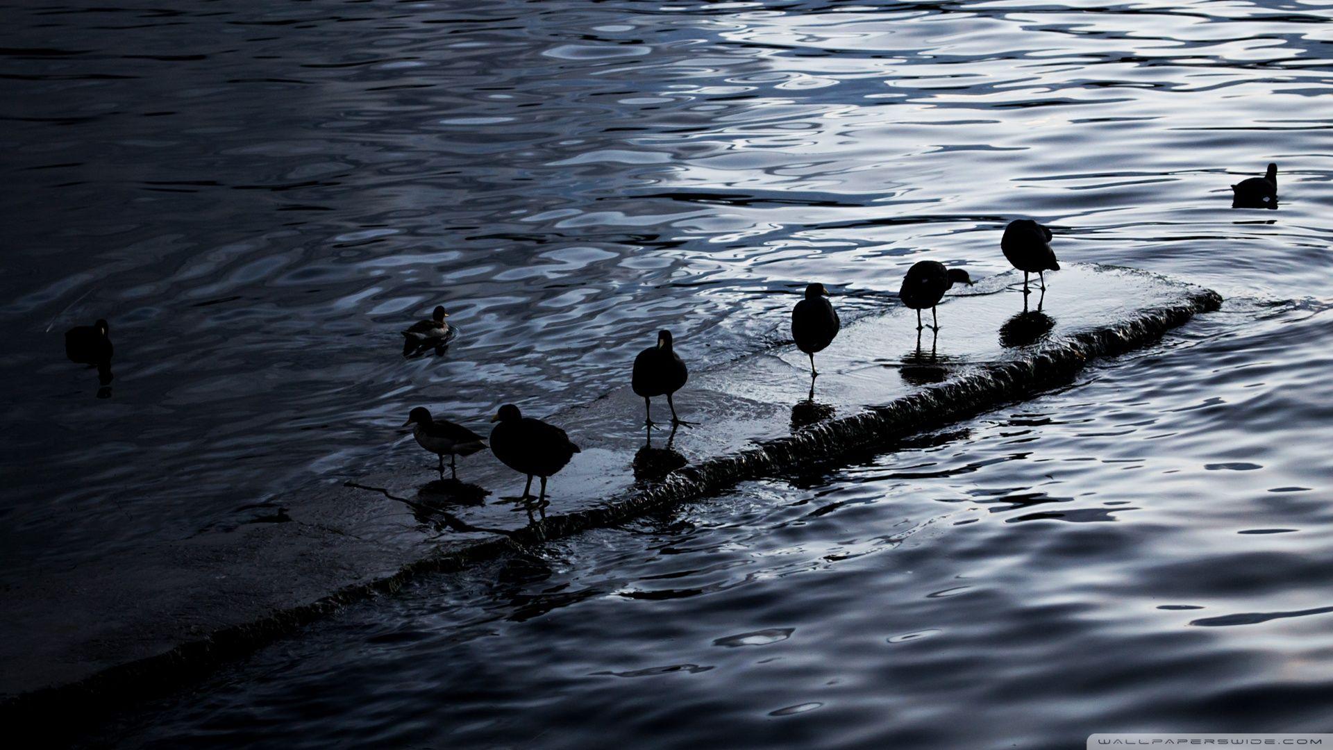 1920x1080 Birds. Lake Titicaca, Bolivia HD Ultra .