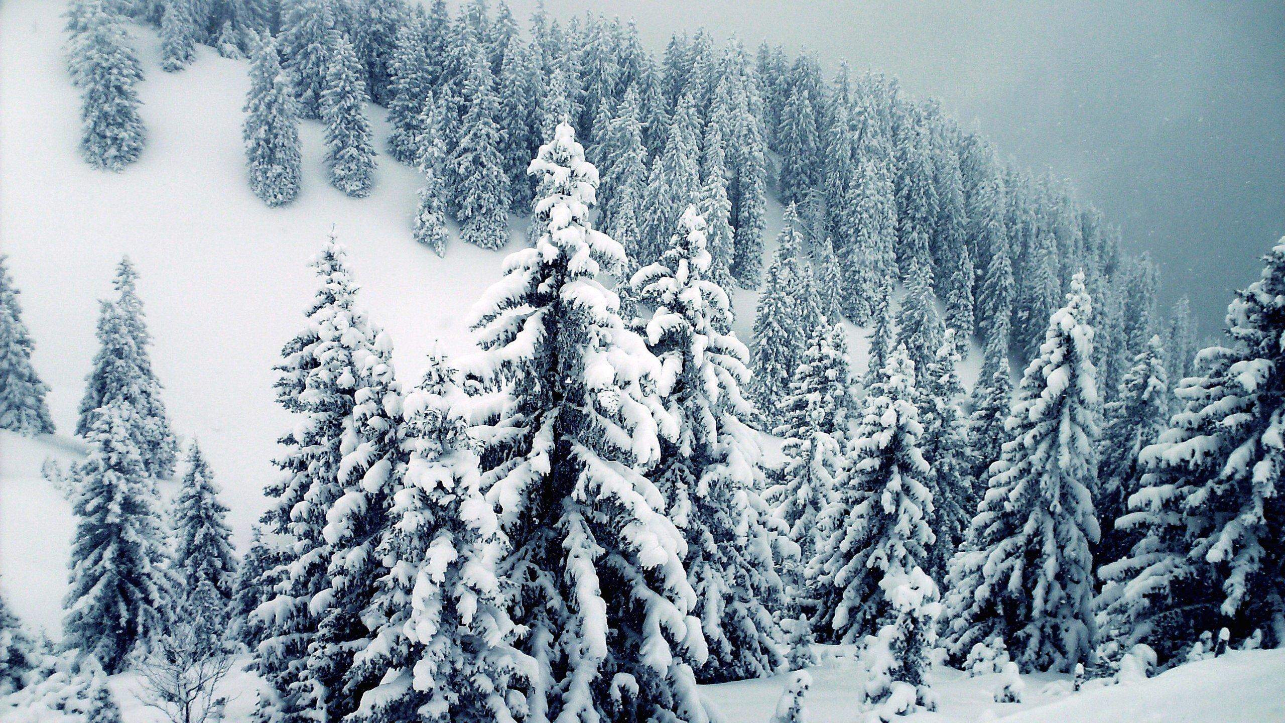 2560x1440 Pretty Green Winter Trees Wallpaper .
