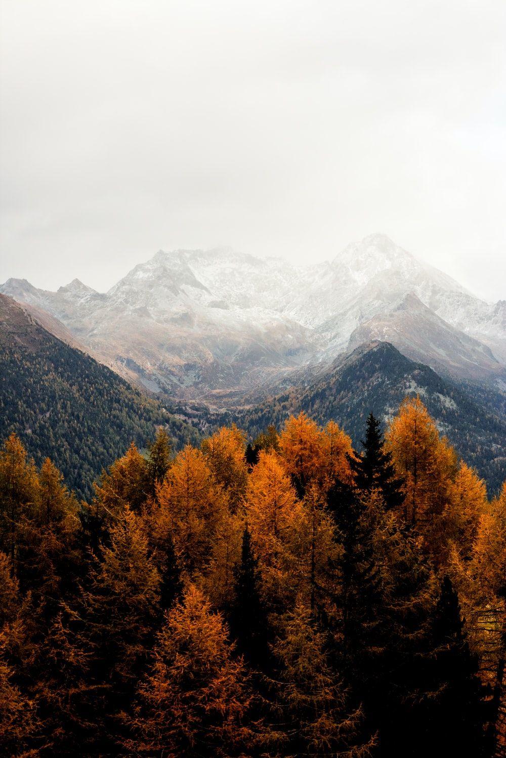 1000x1498 Nature Aesthetic best free grey, outdoor, plant and flora photo