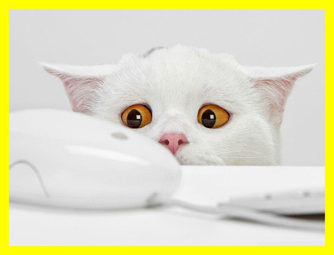 1082x826 Marvelous Mustache iPad Wallpaper For iPhone Cute Cat Ideas
