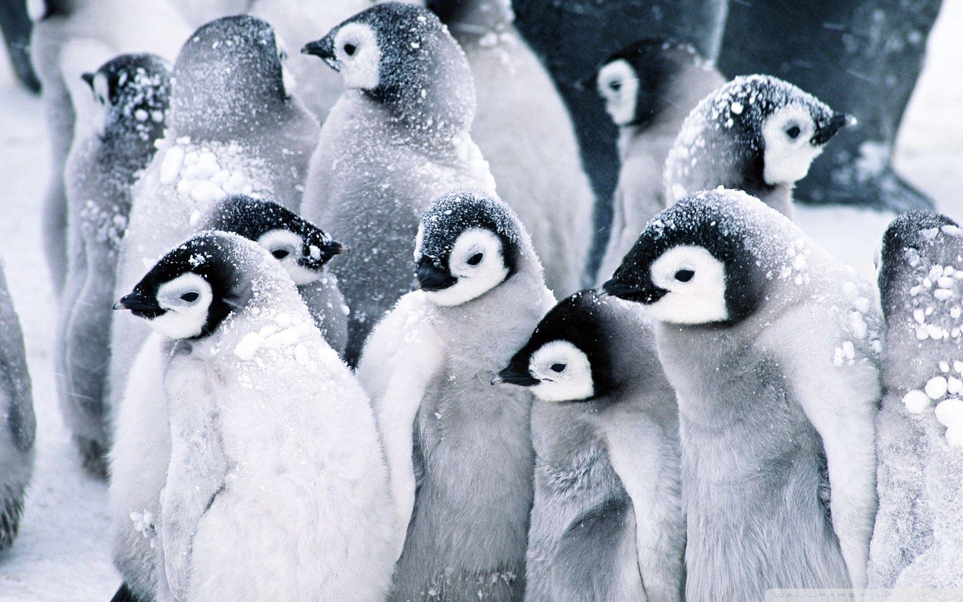 1920x1200 Baby Penguins