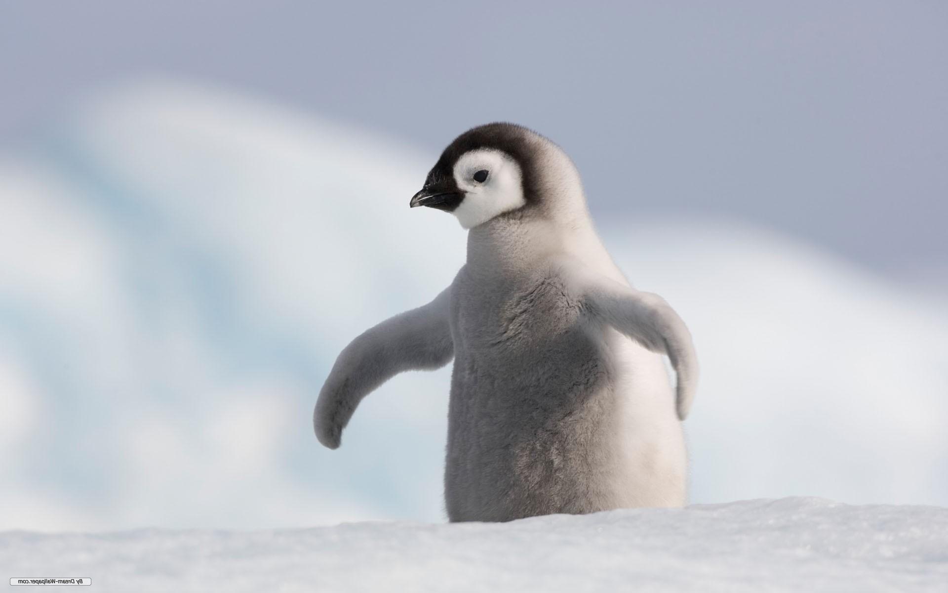 1920x1200 1920x Baby Penguin Wallpaper .