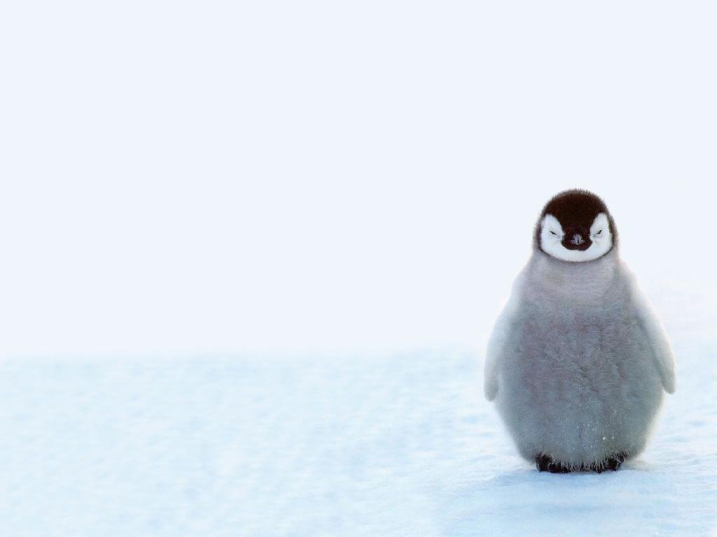 1024x768 Baby Penguins