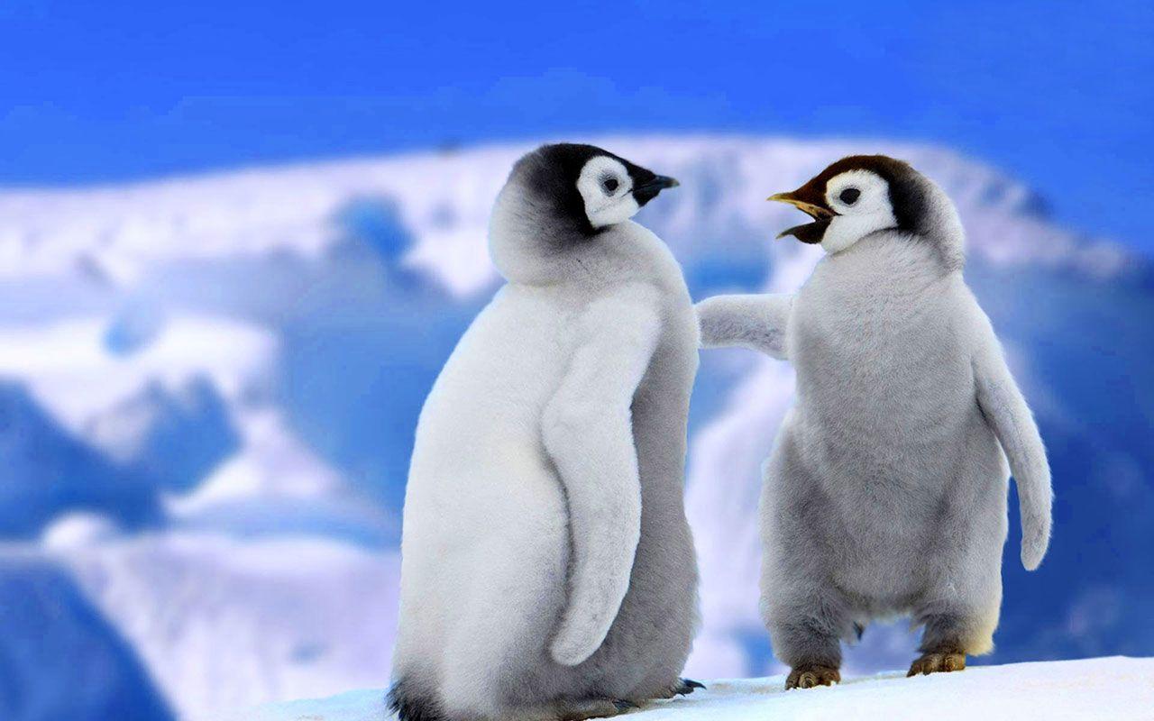 1280x800 Penguin Love Image Born Baby .