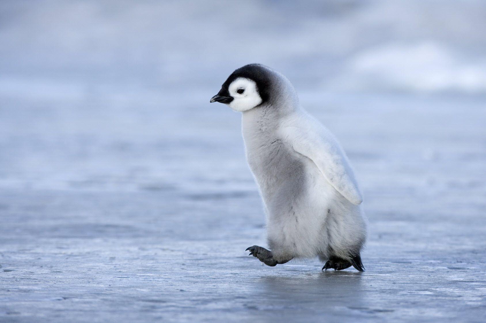 1688x1125 Cute Penguin Image Picture New Full .