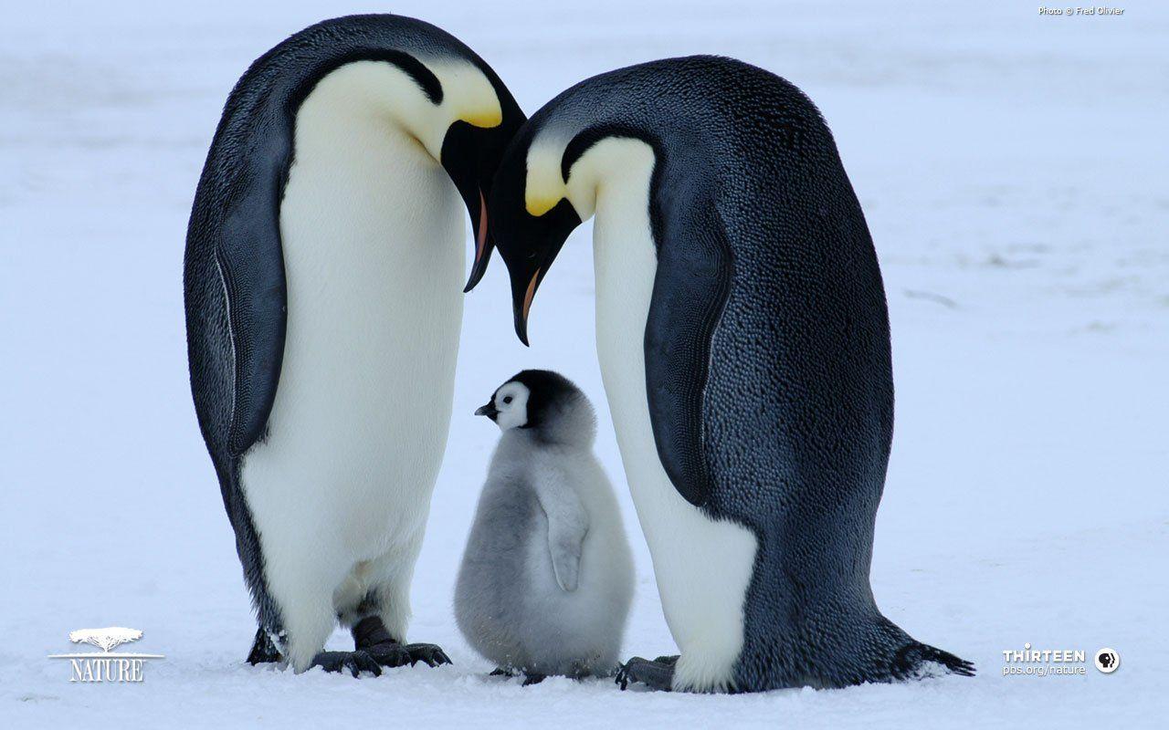 1280x800 Penguin