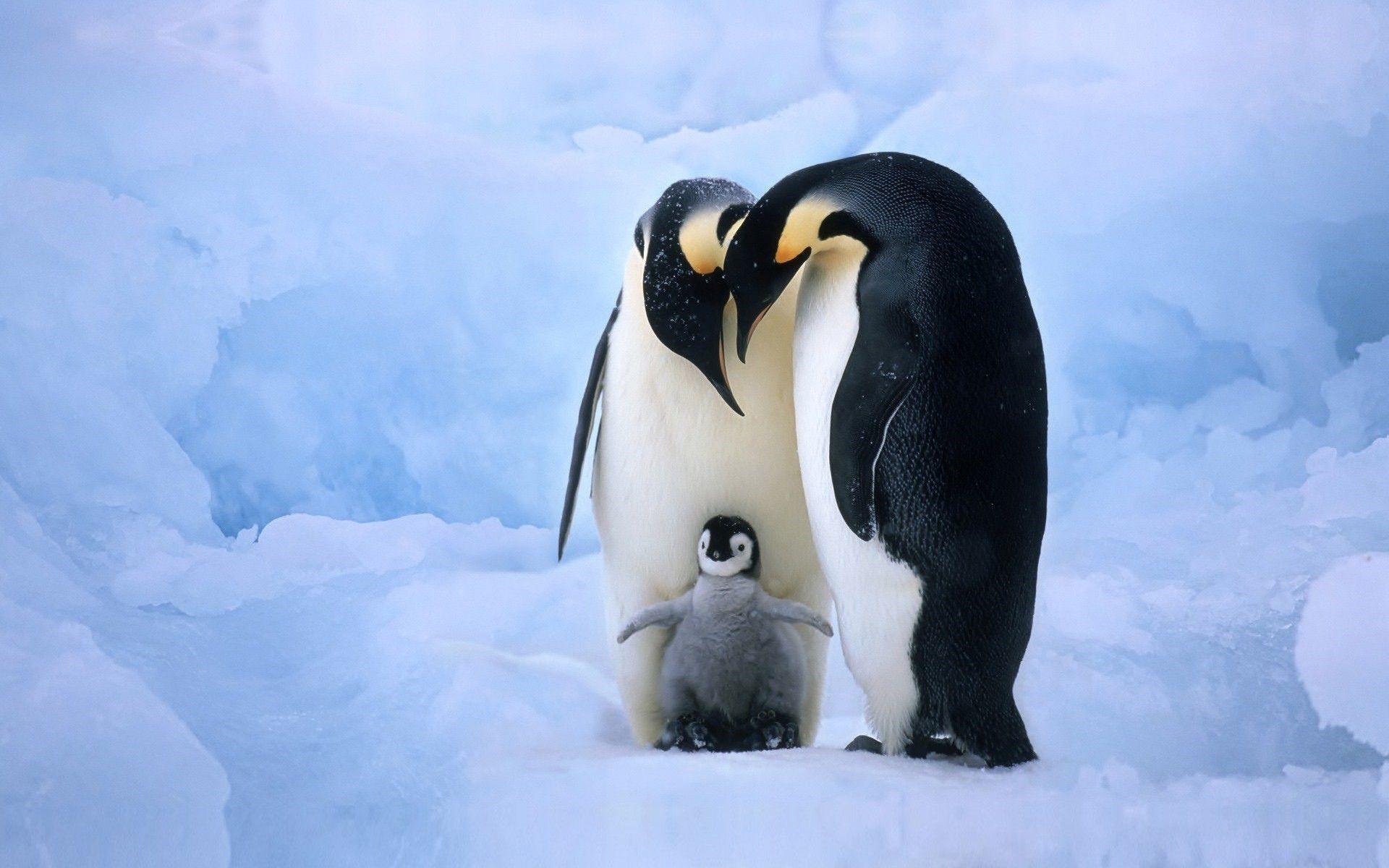 1920x1200 Baby Penguin with Parents .line.