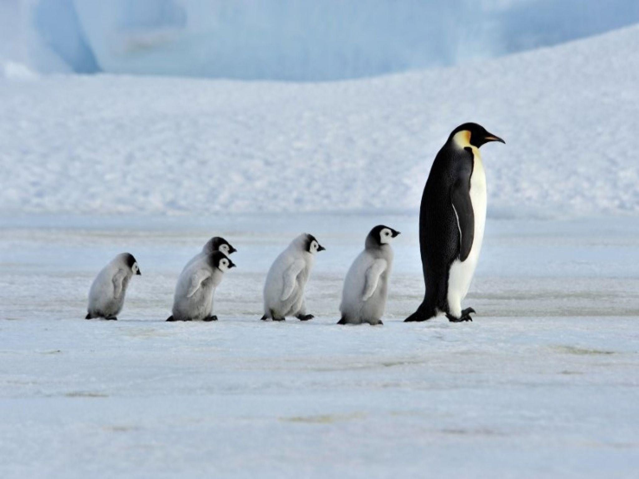 2048x1536 Cartoon Baby Penguin Pics Downloadhd