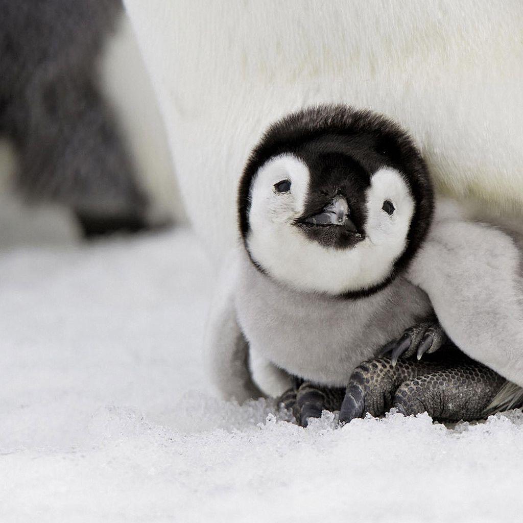 1024x1024 Cute Baby Penguins -