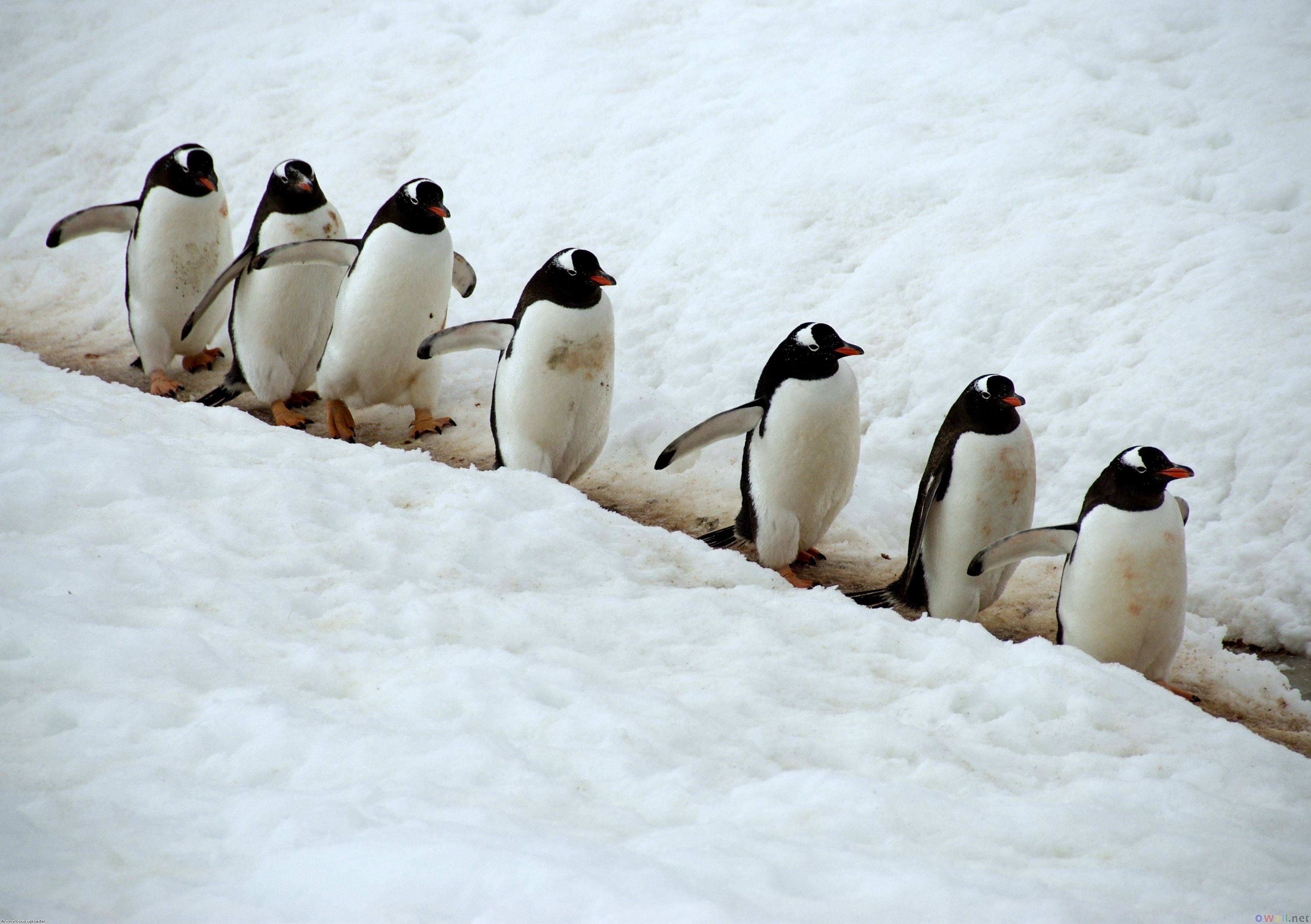 3461x2441 Baby Penguins Wallpaper