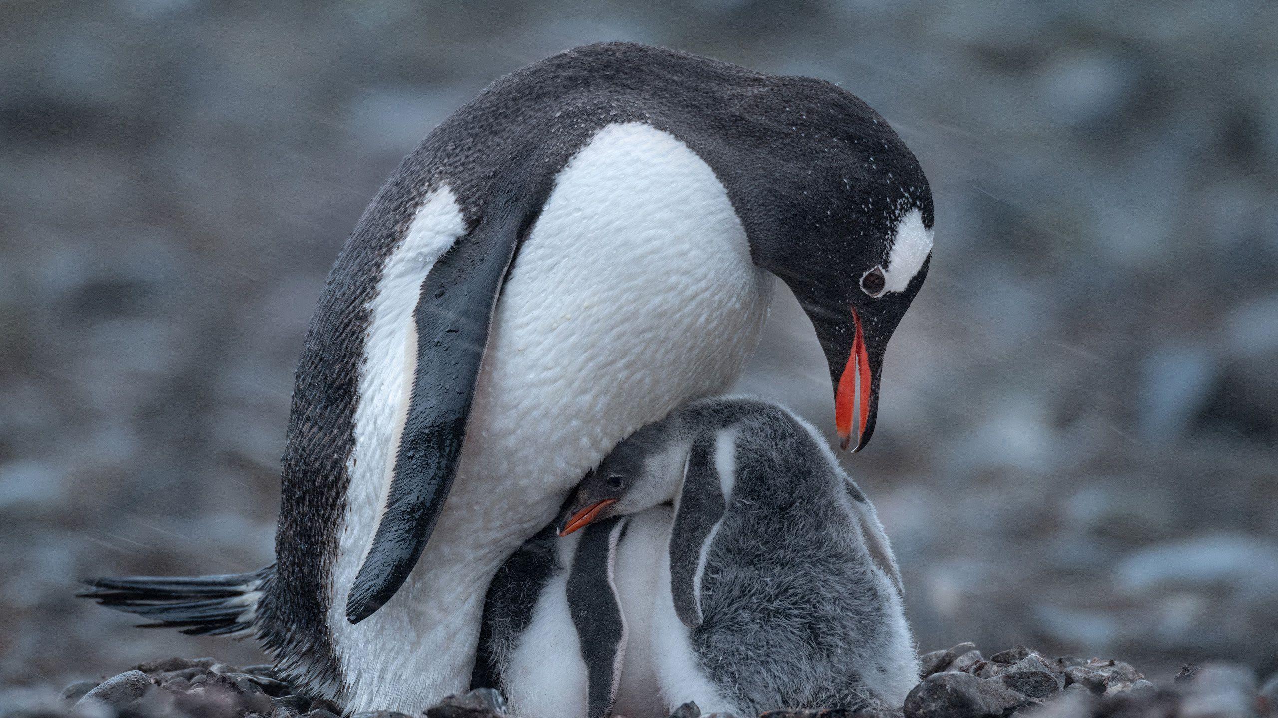 2560x1440 White Black Penguin With Baby Penguin .hdwallpaper.in