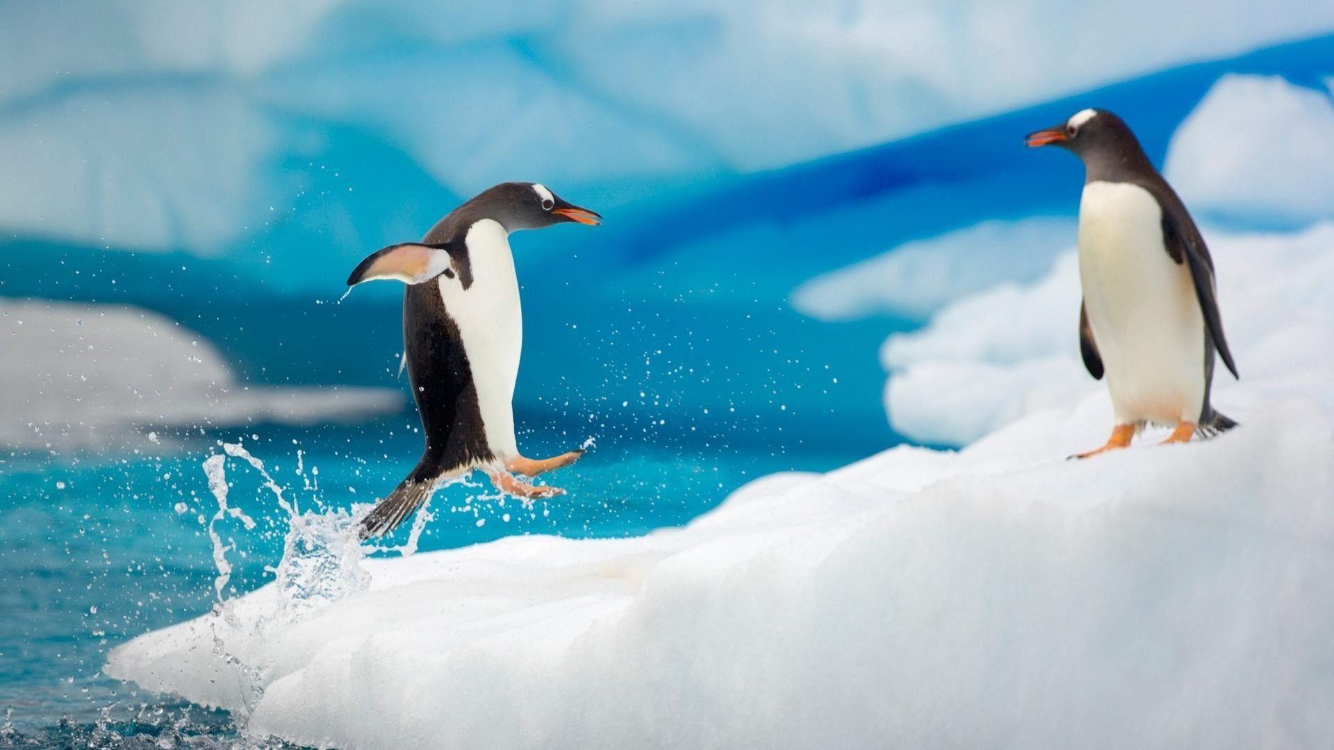 1920x1080 Baby Penguinwallpaper