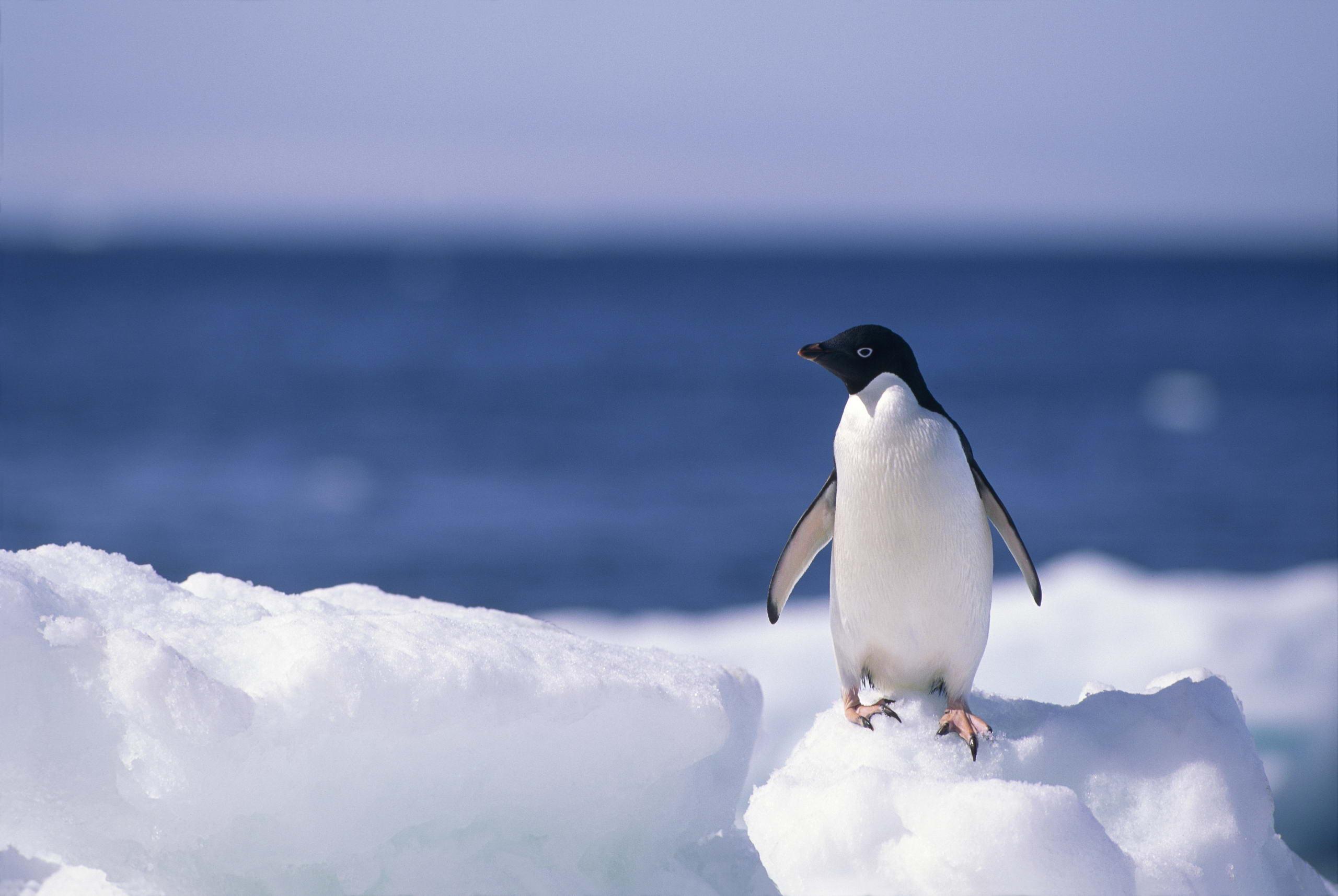 2560x1715 Hd Penguin Wallpaper