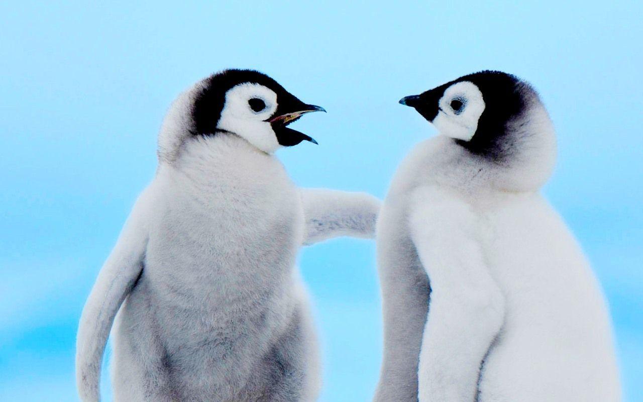 1280x800 Cute Baby Penguins -