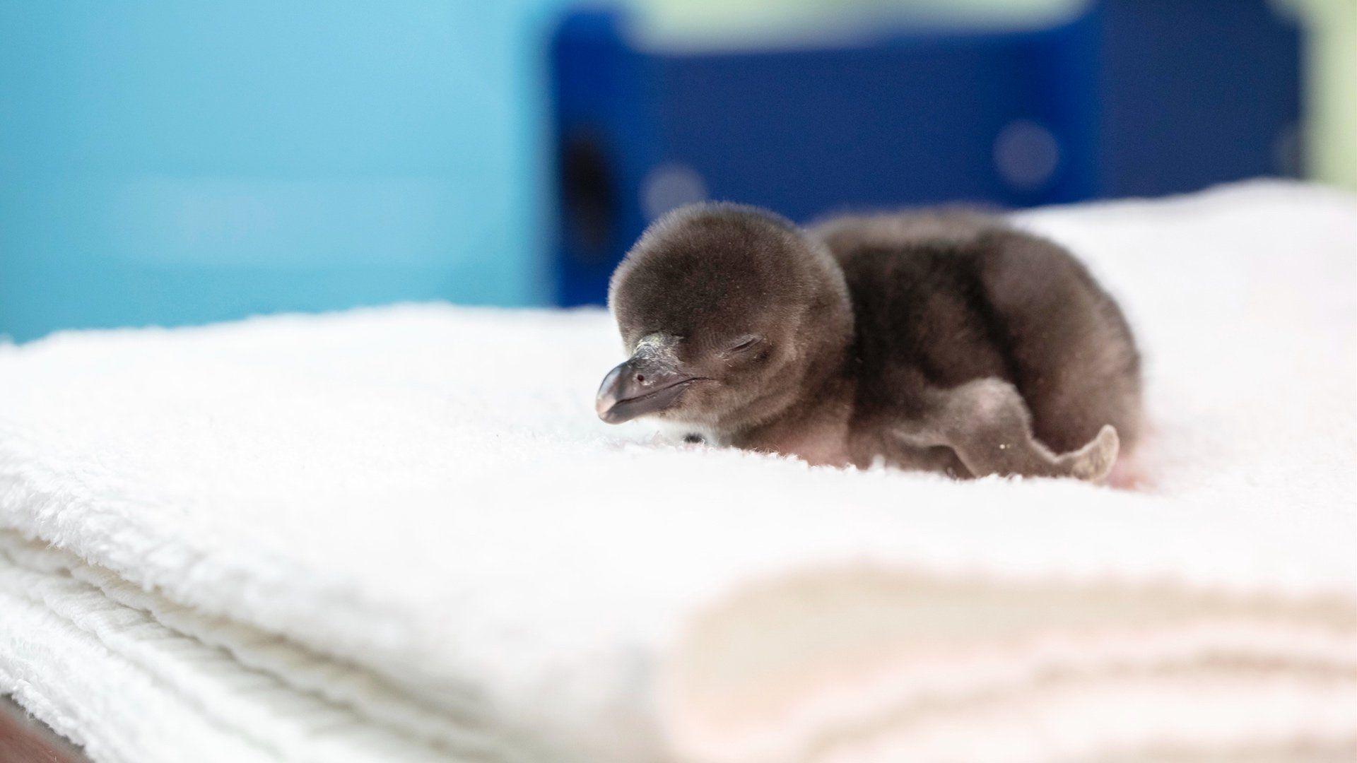 1920x1080 The Shedd's New Baby Penguins Are .news.