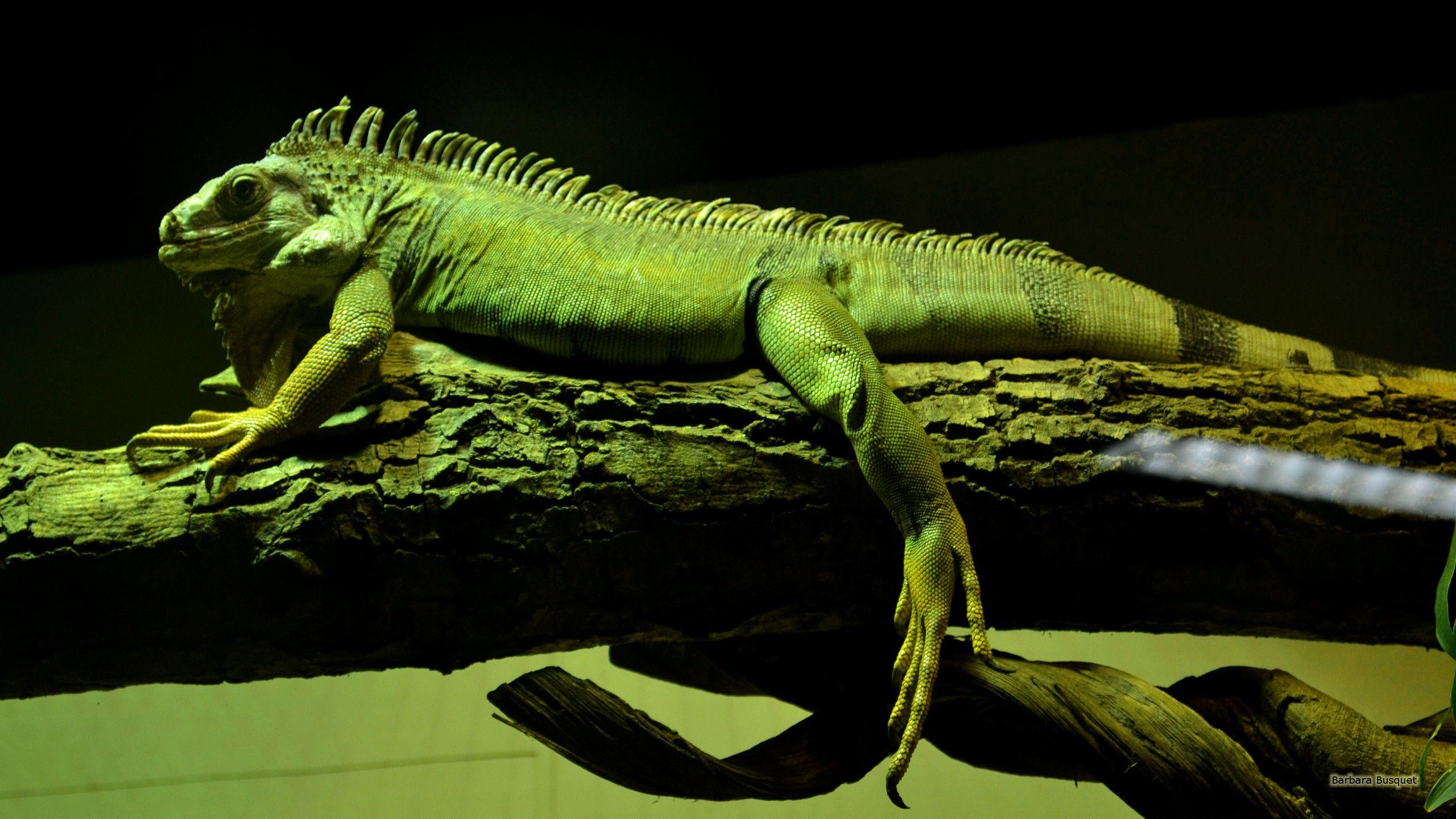 2560x1440 Chinese water dragon's HD .