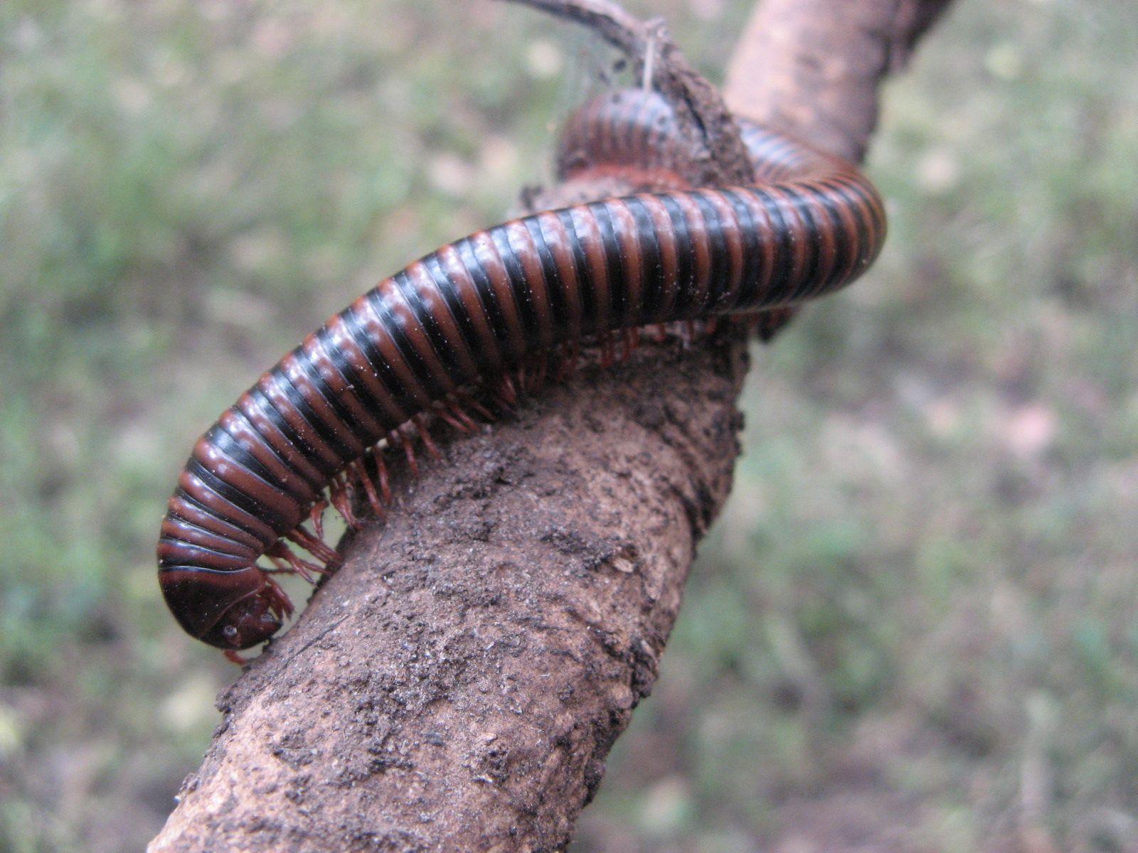 1600x1200 Free download Ugly insects picture .