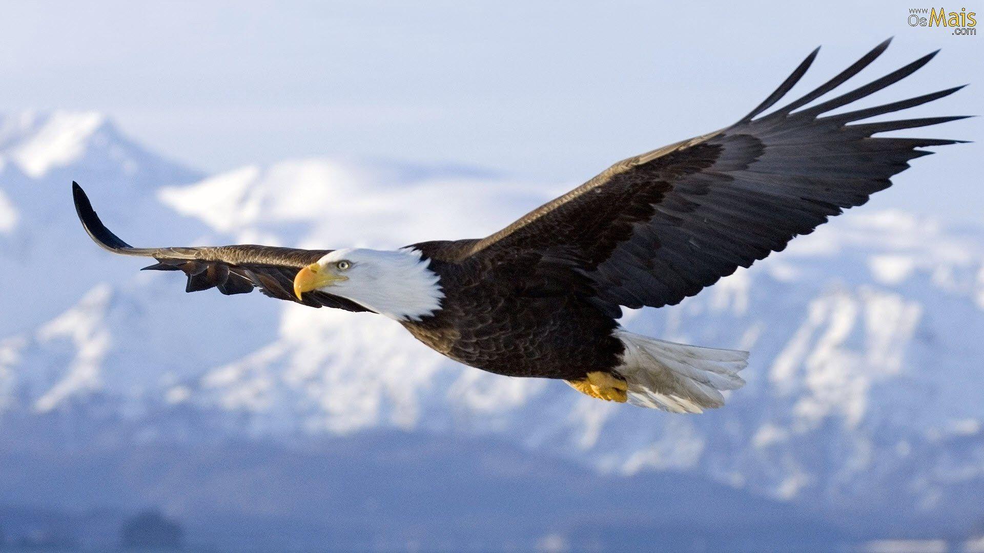 1920x1080 águia. Bald eagle, Eagle in flight .com