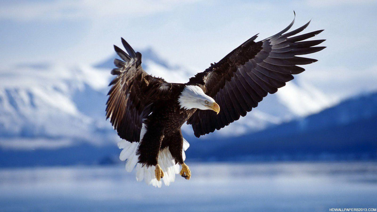 1600x900 Eagle Background Picture on .