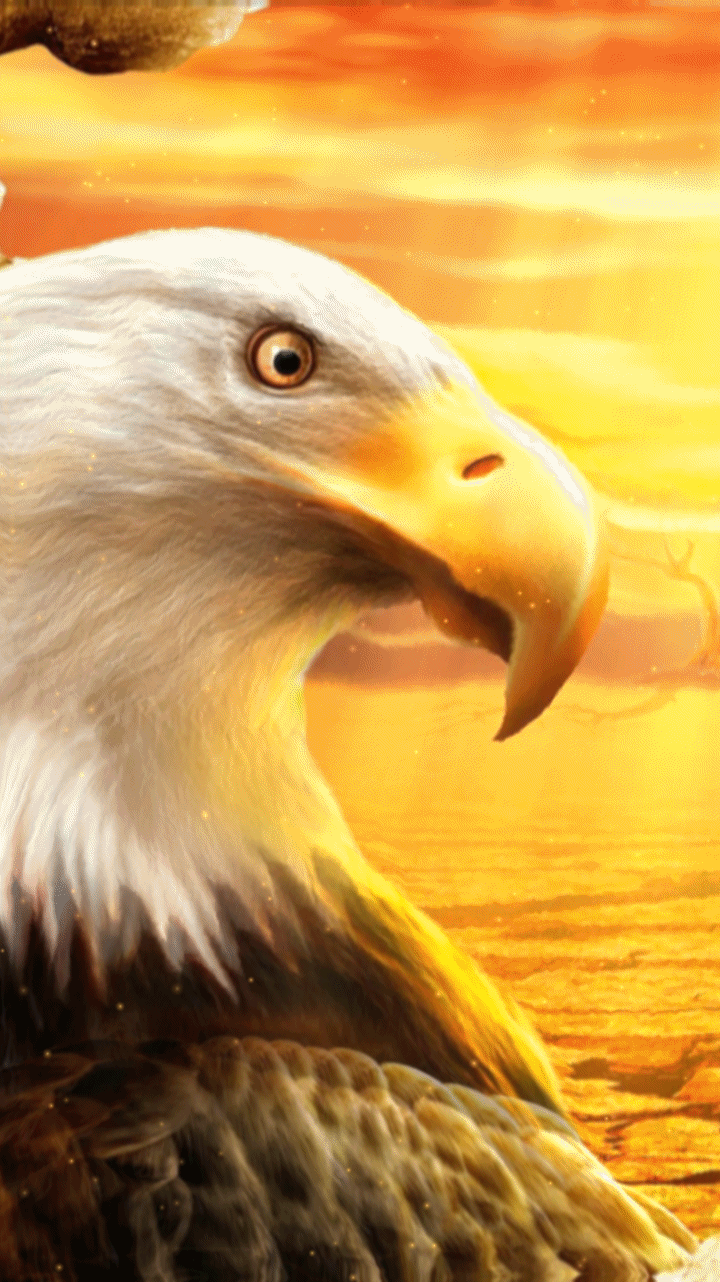 720x1282 bald eagle wallpaper background .com
