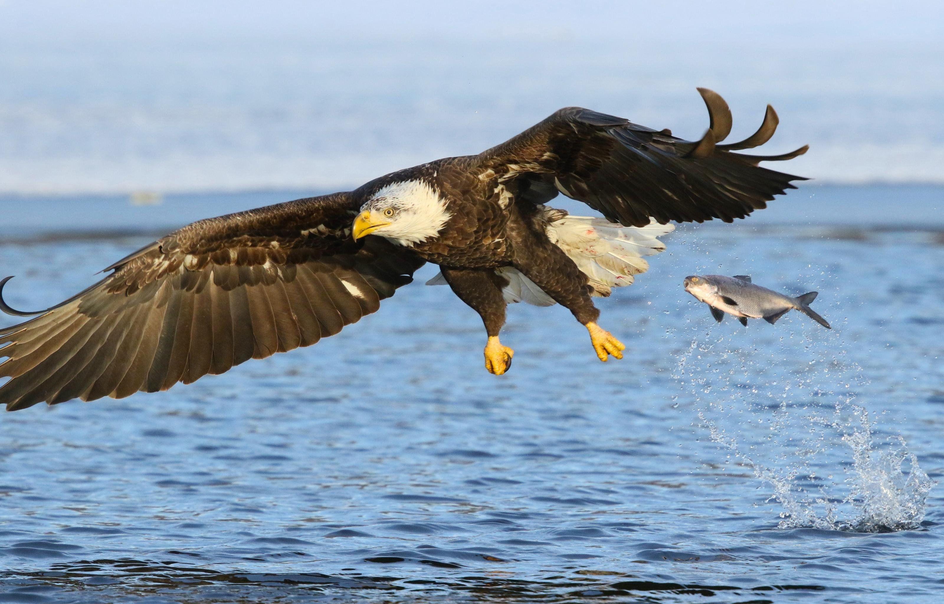 3200x2048 Best American Bald Eagle Wallpaper Id .