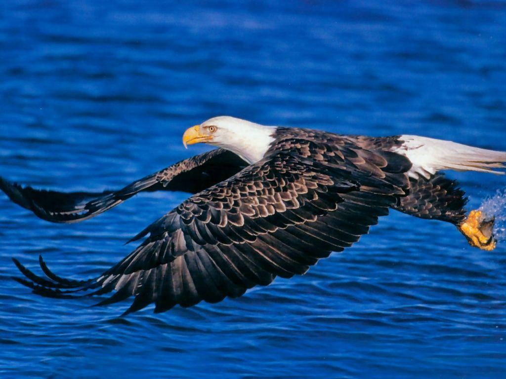 1024x768 Bald eagle, Eagles, Eagle