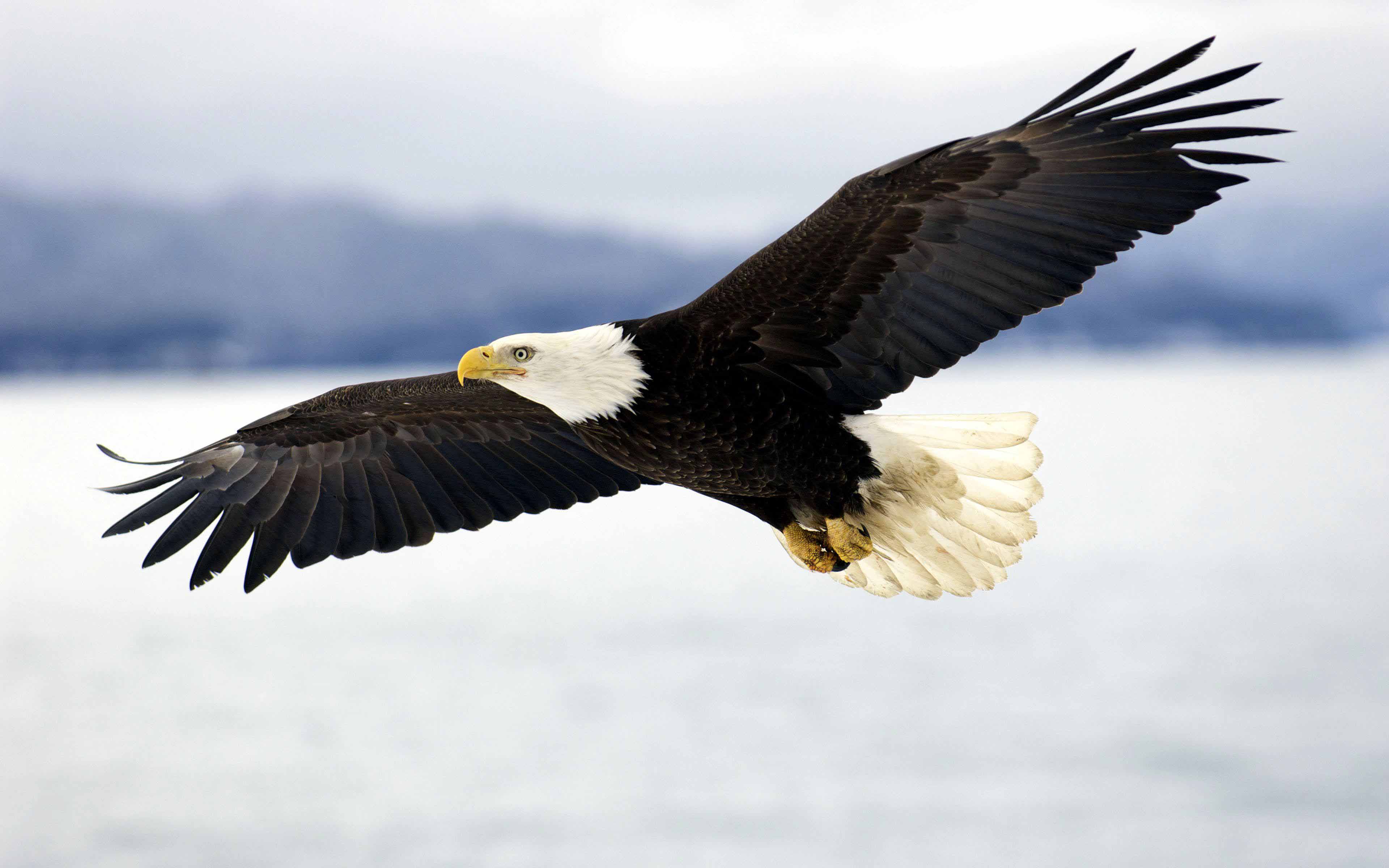 3840x2400 The American Eagle Wallpaper on .