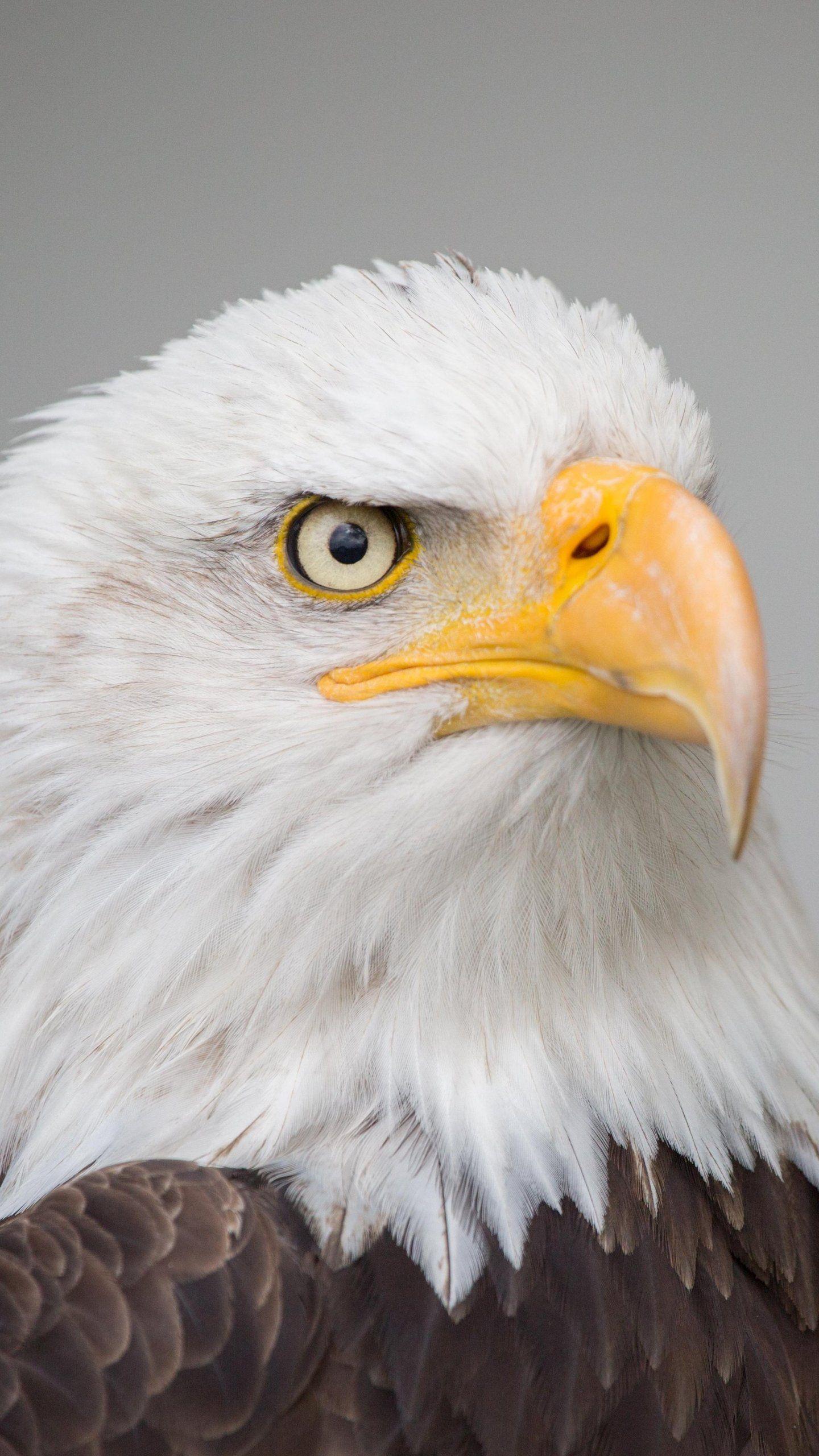 1440x2560 Eagle Desktop Wallpaper