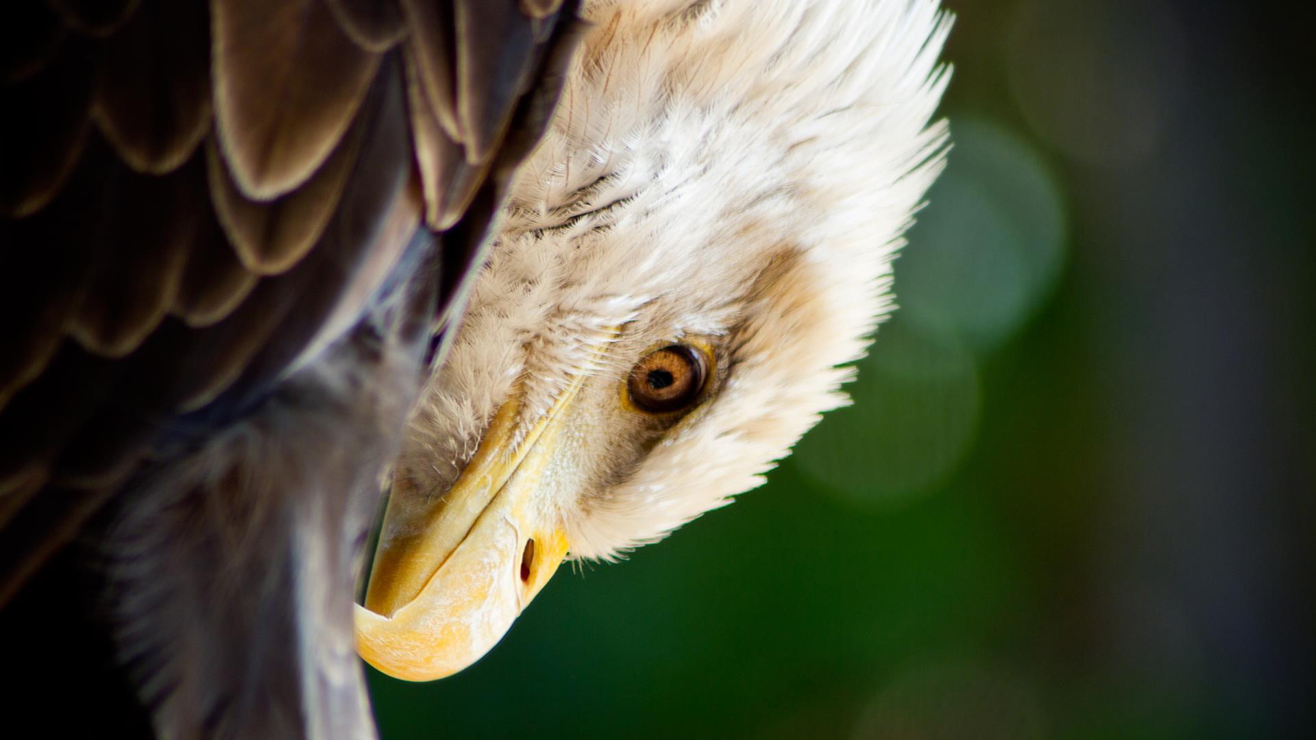 1920x1080 Bald Eagle Wallpaper for Android .