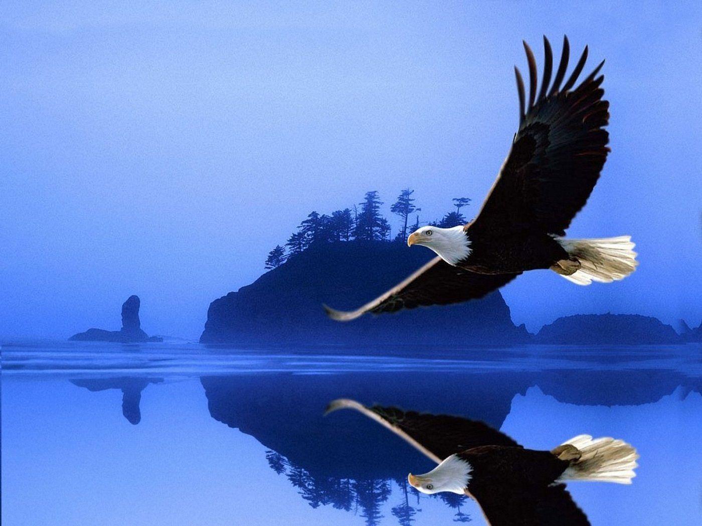 1400x1050 Beautiful eagles image download .com