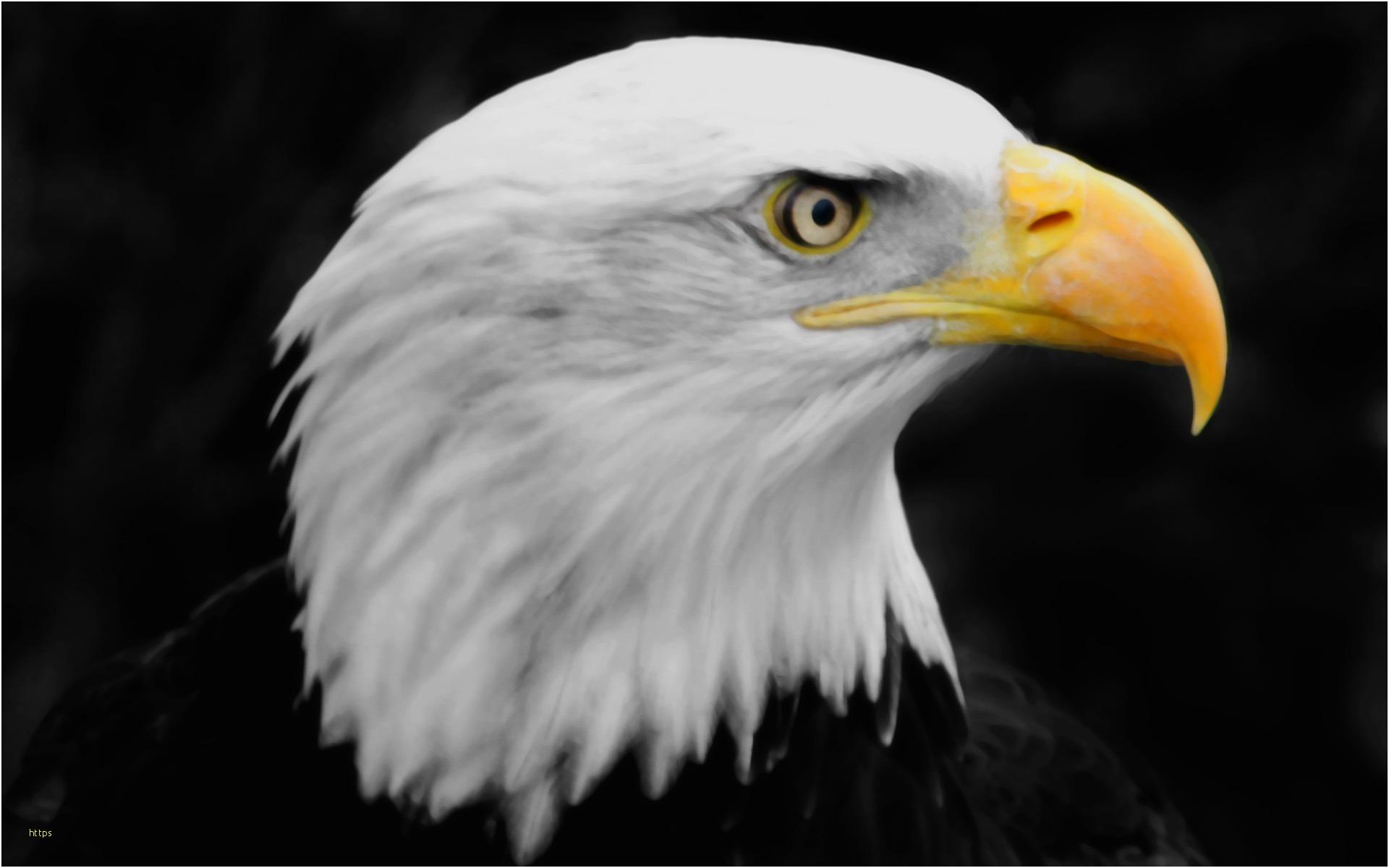 1920x1200 Eagle Wallpaper Beautiful Bald Eagle HD .itl.cat
