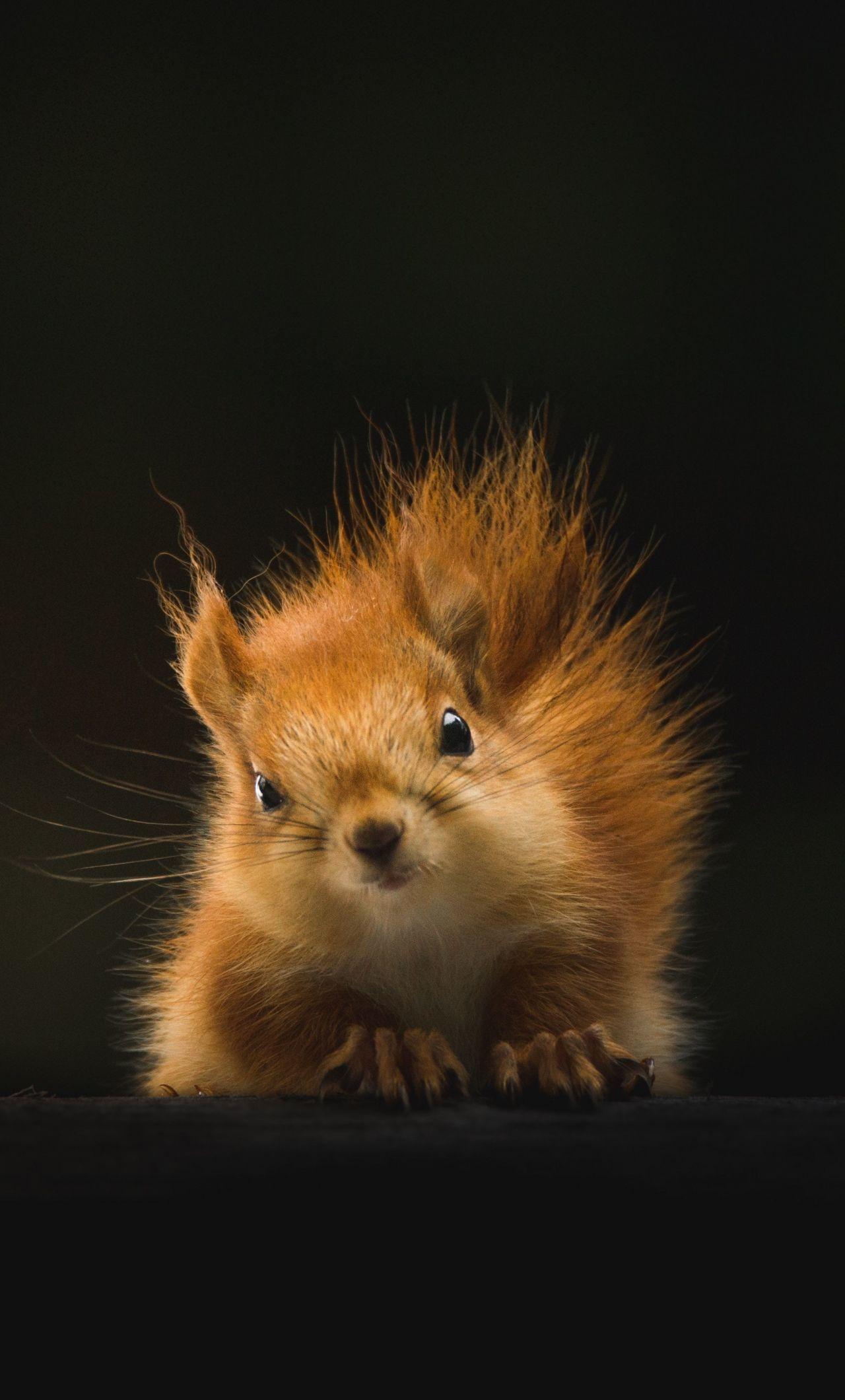1280x2120 red squirrel, chipmunk, animal .