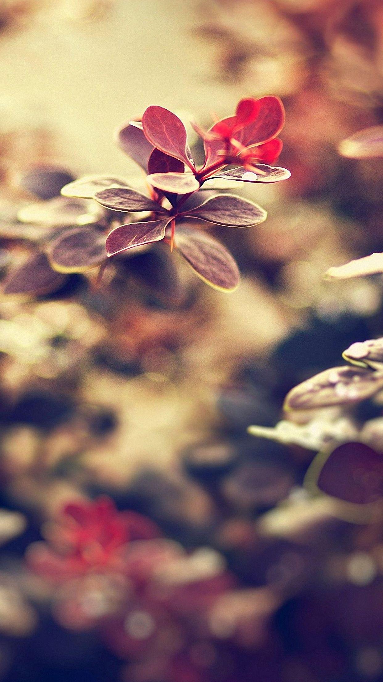 1242x2208 Pretty Wallpaper for iPhone 6 Unique .