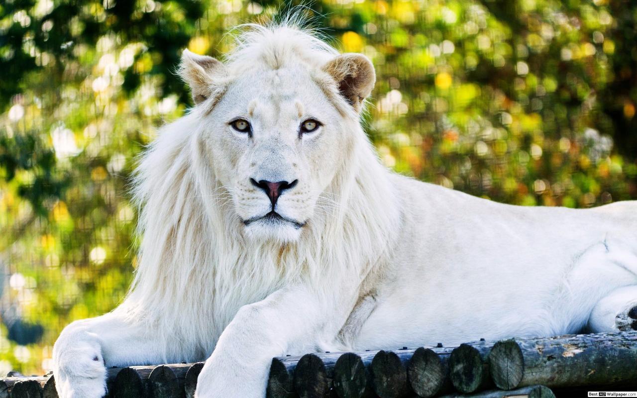 1280x800 Proud white lion HD wallpaper