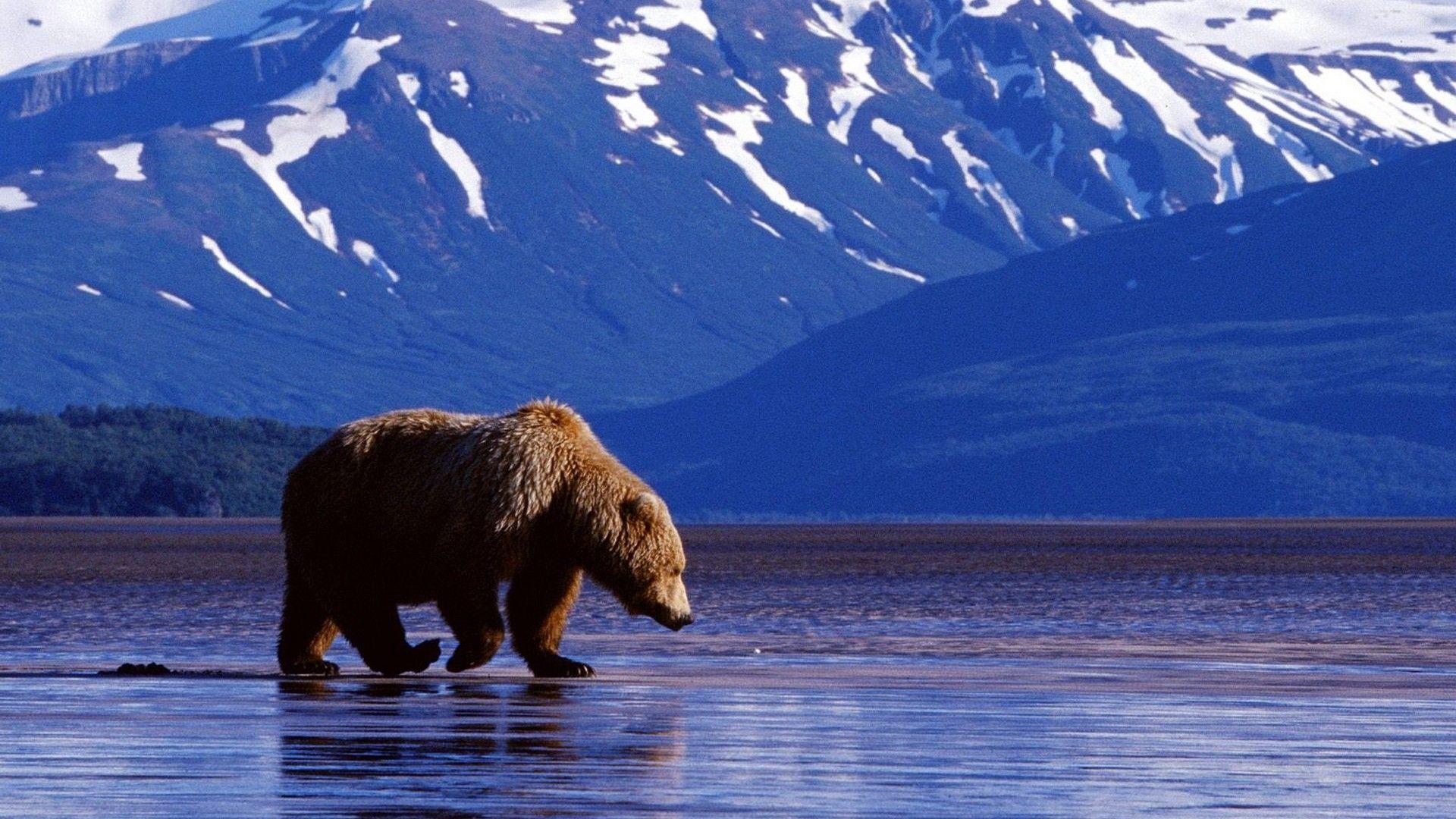 1920x1080 Bear Wallpaper -