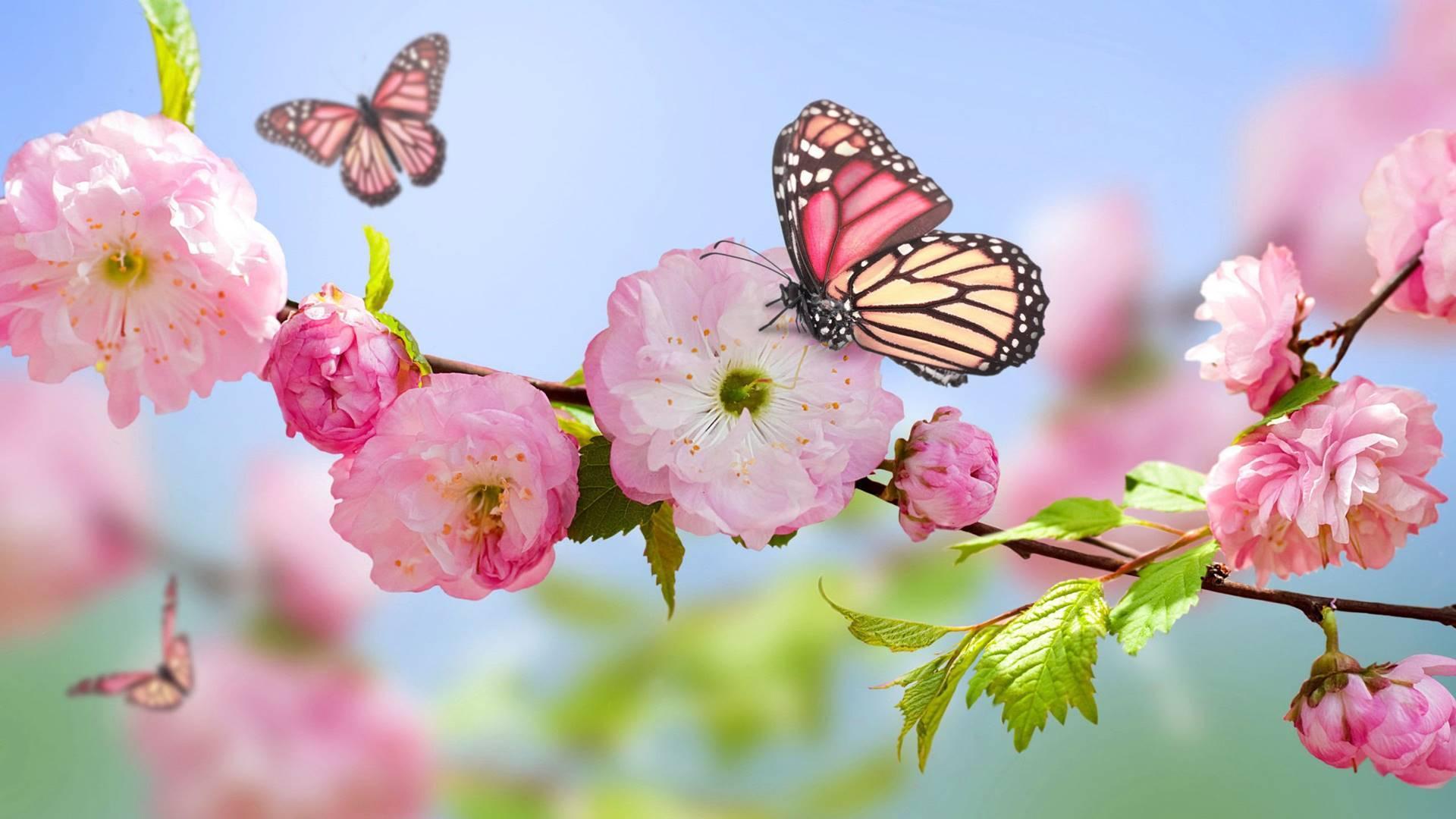 1920x1080 Bướm hồng dễ thương https://wallpaperaccess.com/full/5214036.jpg