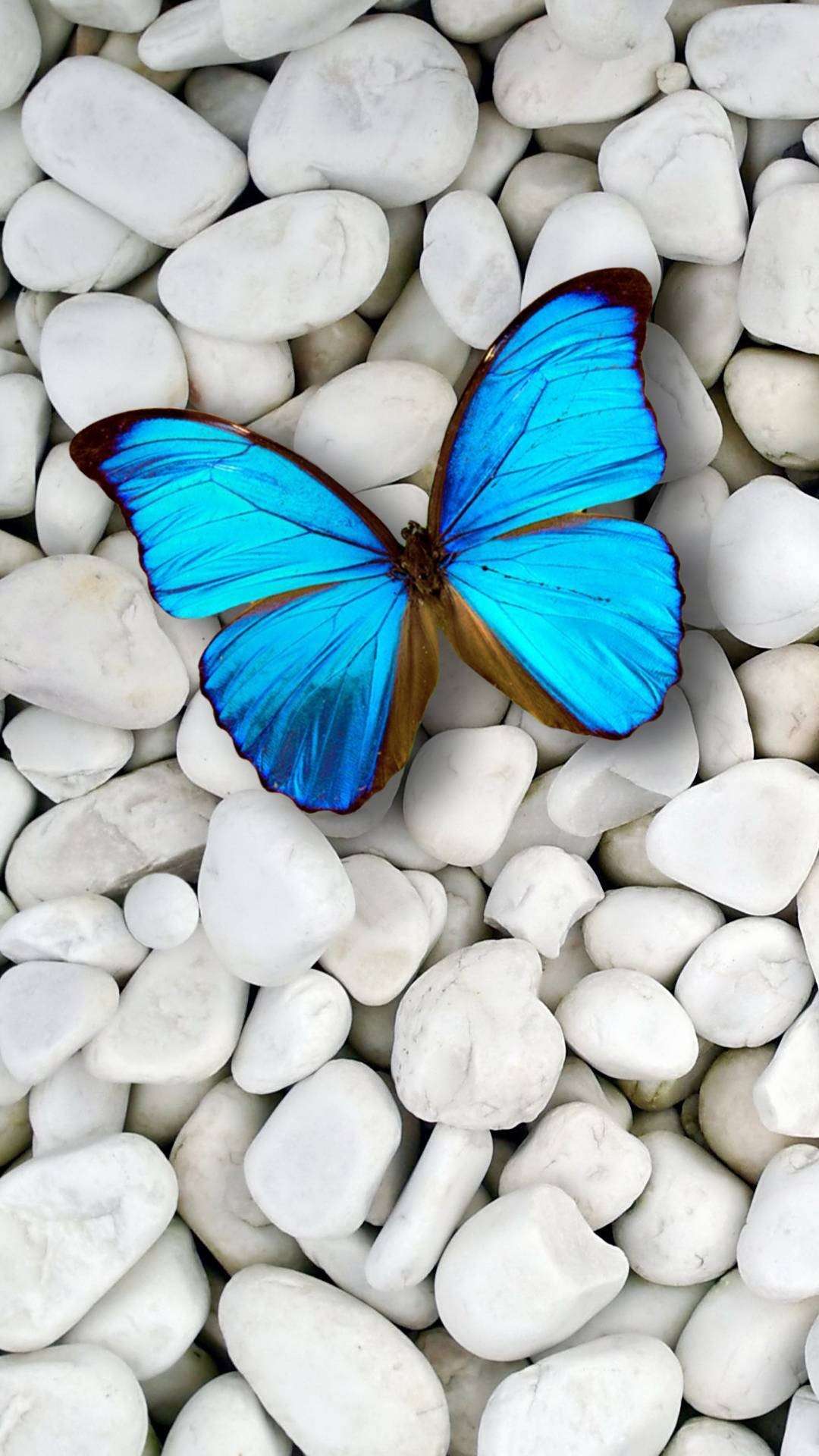 1080x1920 iPhone Lock Screen Butterfly Wallpaper